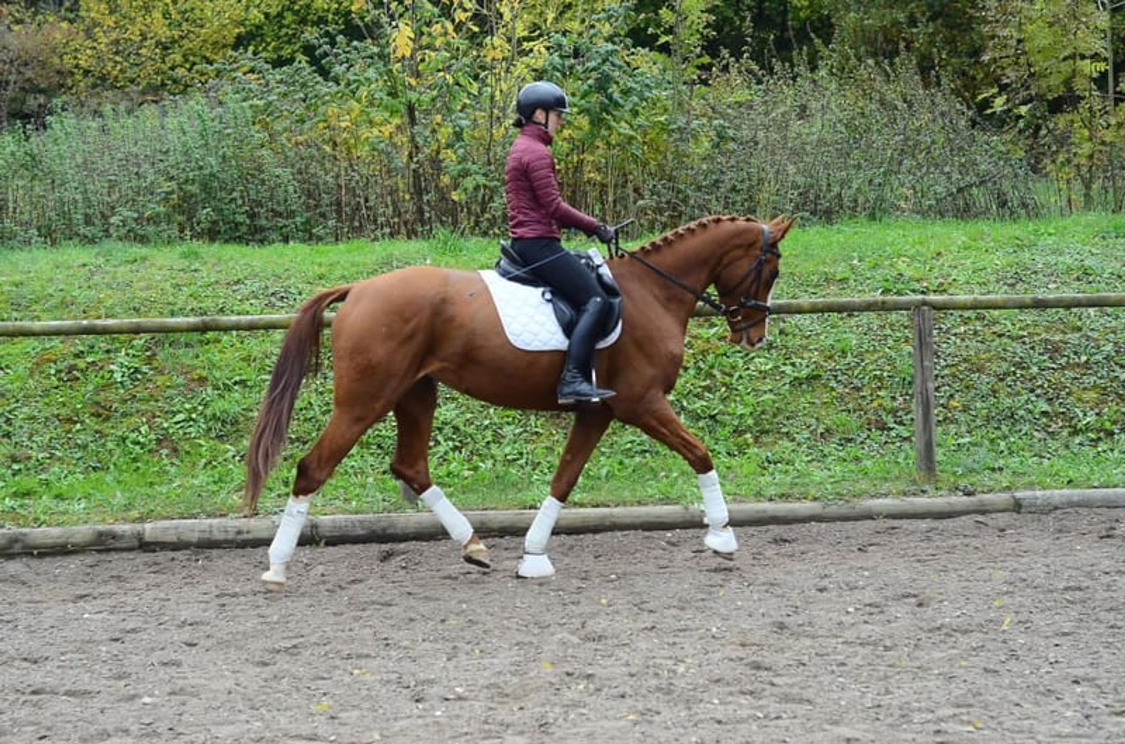 Charming, highly rideable mare with a versatile talent. - Image 3