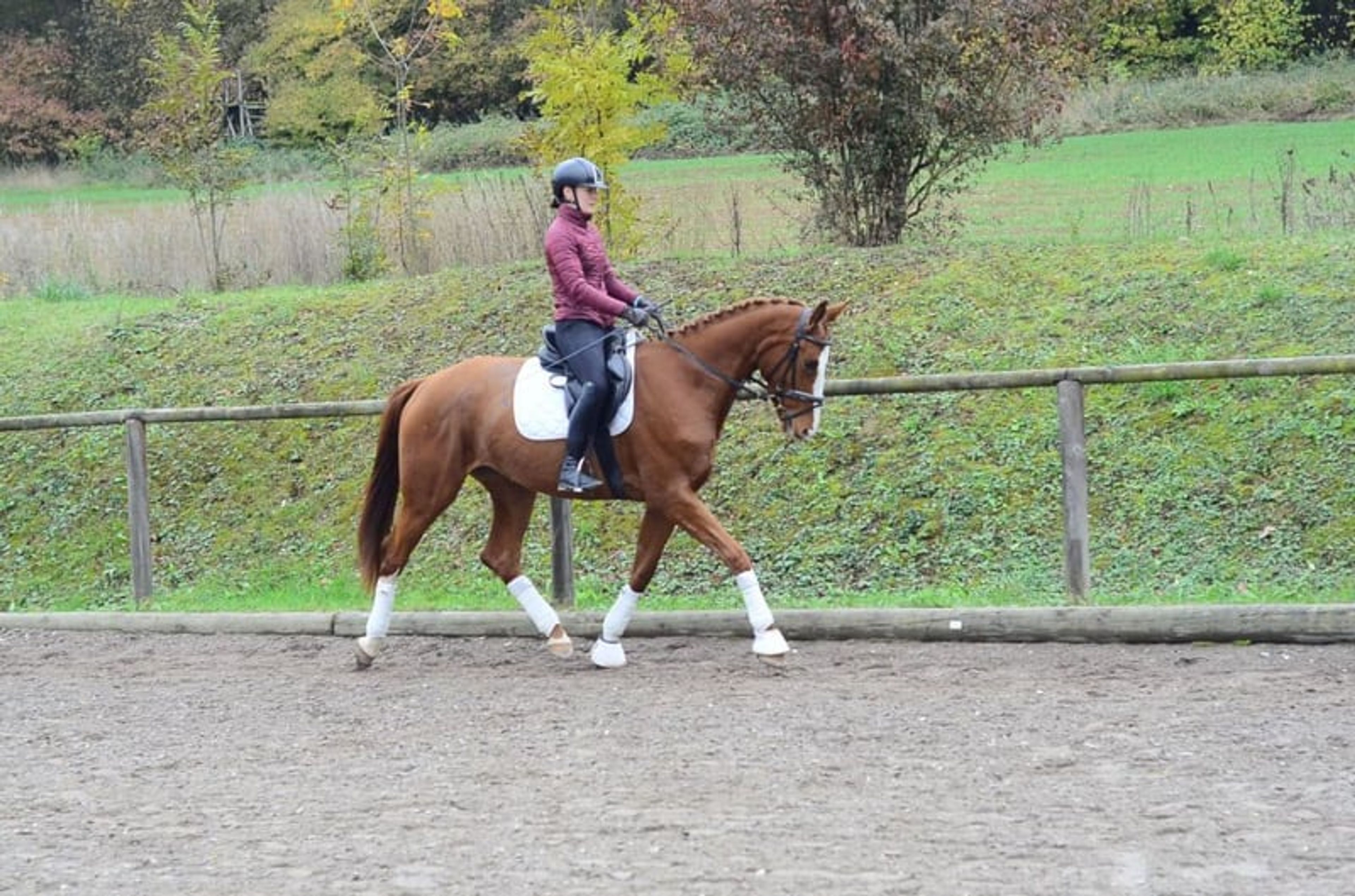 Charming, highly rideable mare with a versatile talent. - Image 4
