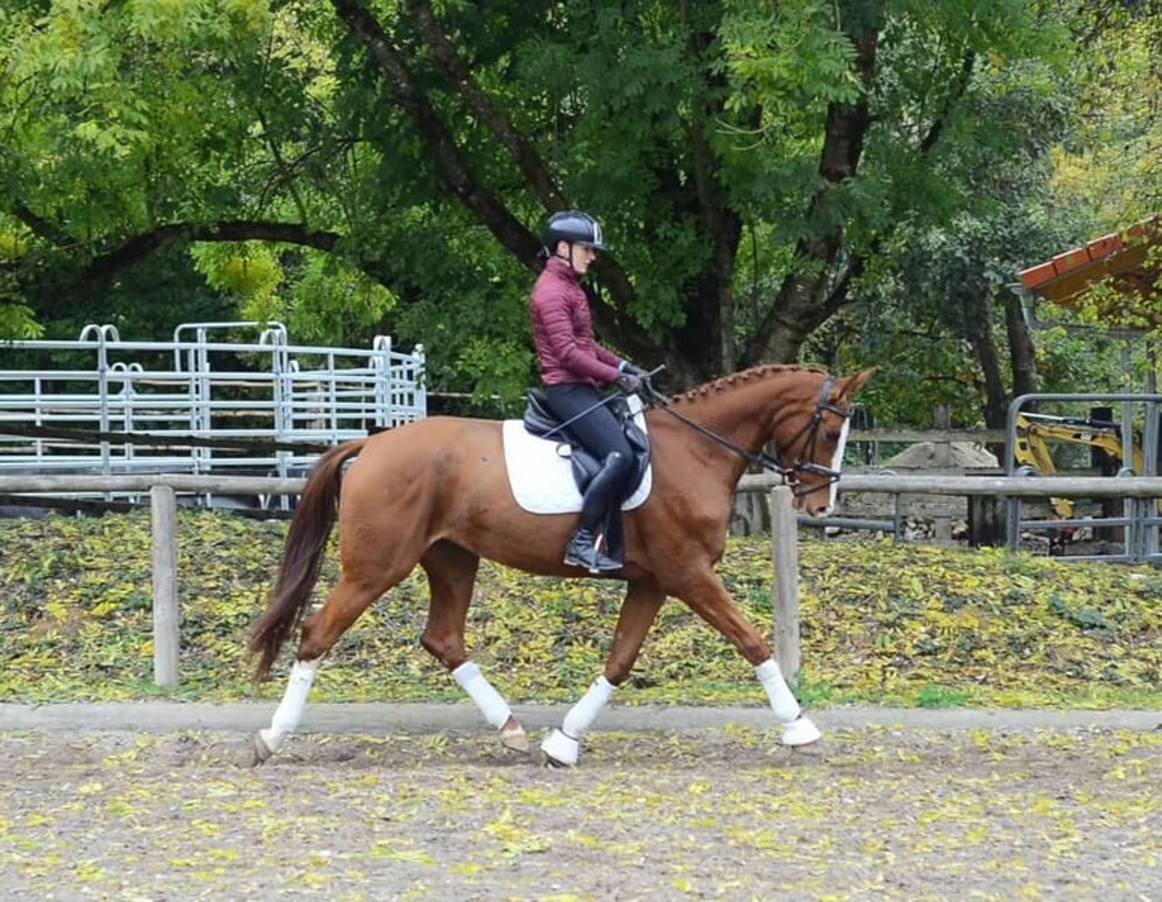 Charming, highly rideable mare with a versatile talent. - Image 5