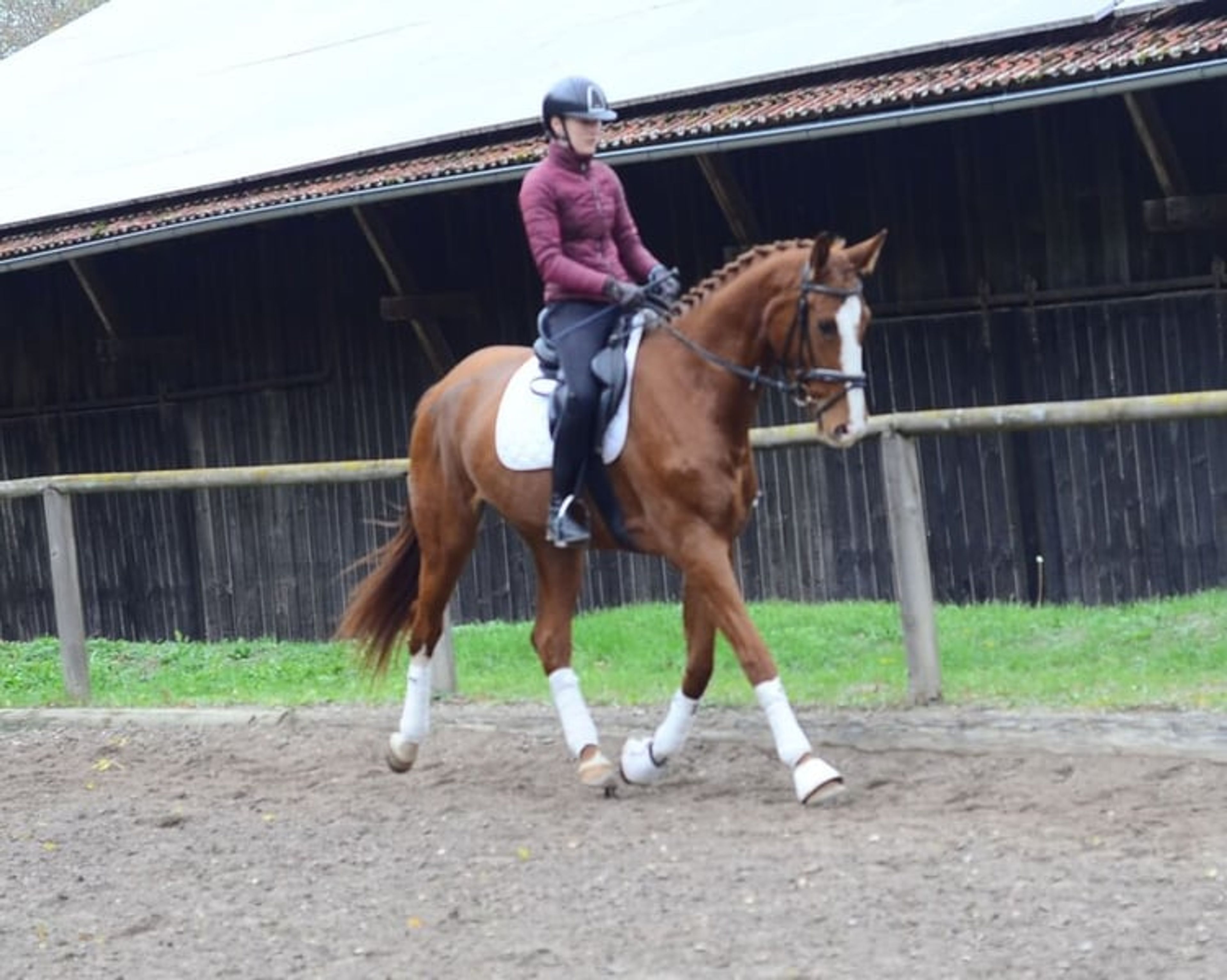 Charming, highly rideable mare with a versatile talent. - Image 6