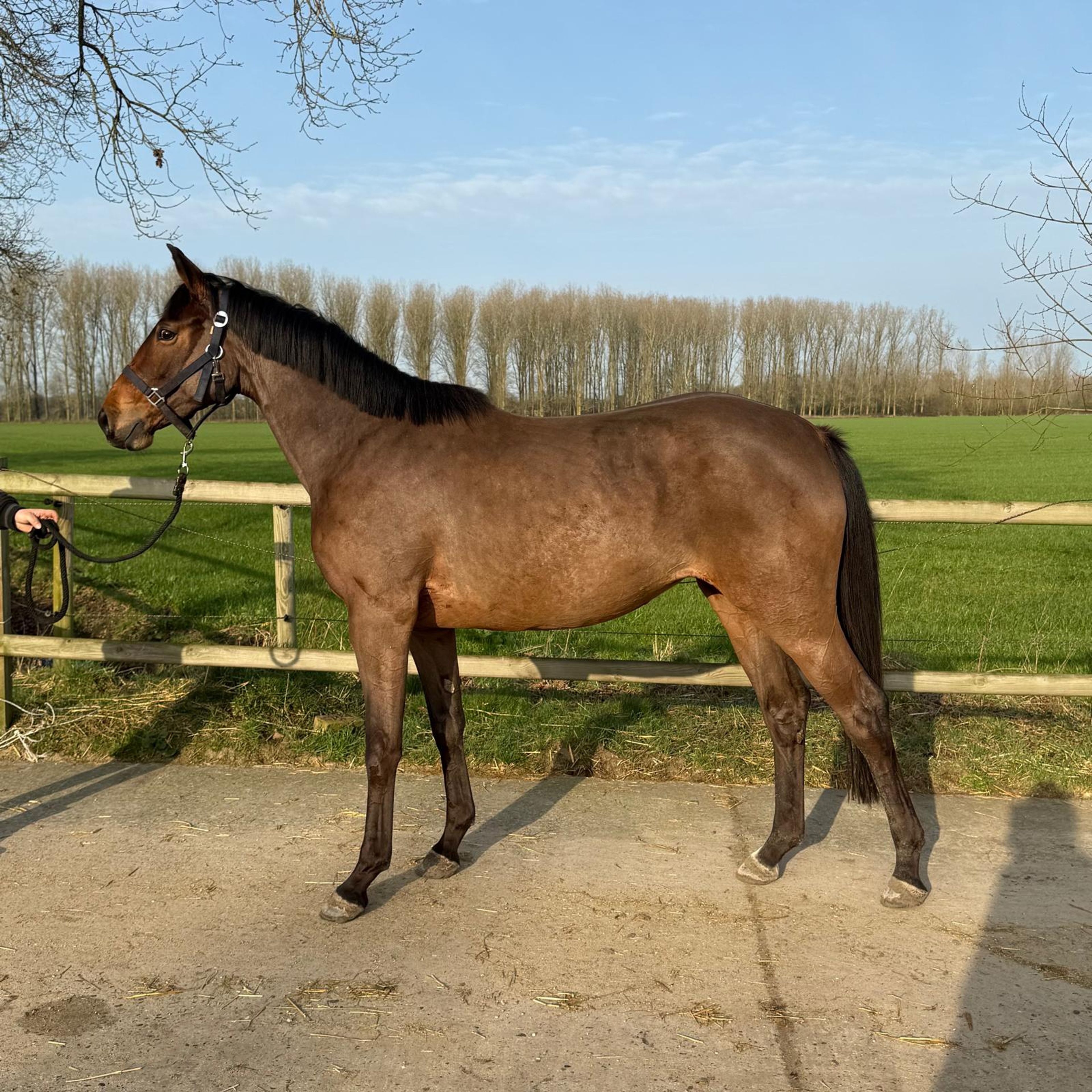 Tinkerbell van Lange Weeren ☆ (ZINDELORD VDL x TANGELO VD ZUUTHOEVE) - Image 1