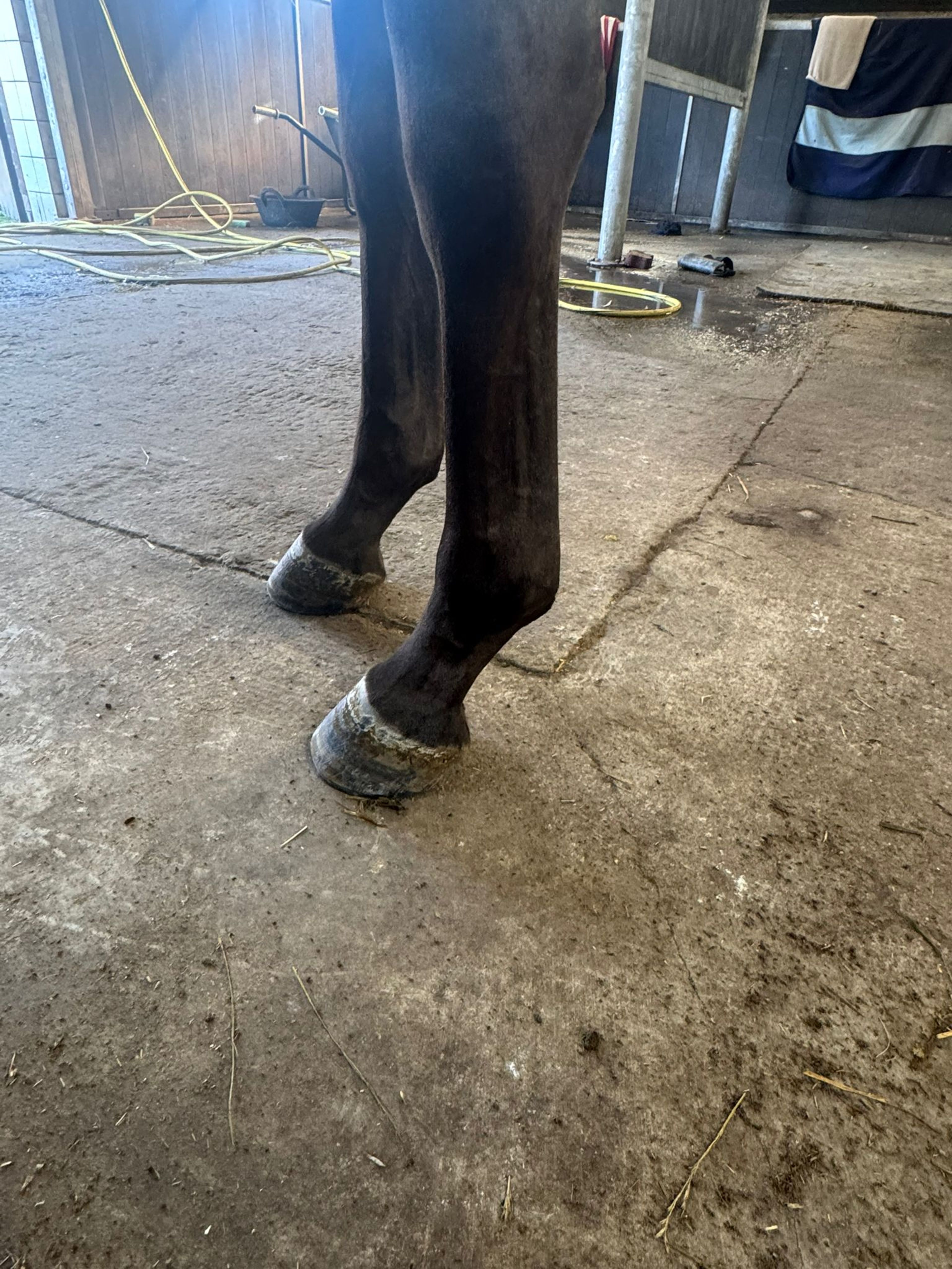 Tinkerbell van Lange Weeren ☆ (ZINDELORD VDL x TANGELO VD ZUUTHOEVE) - Image 3