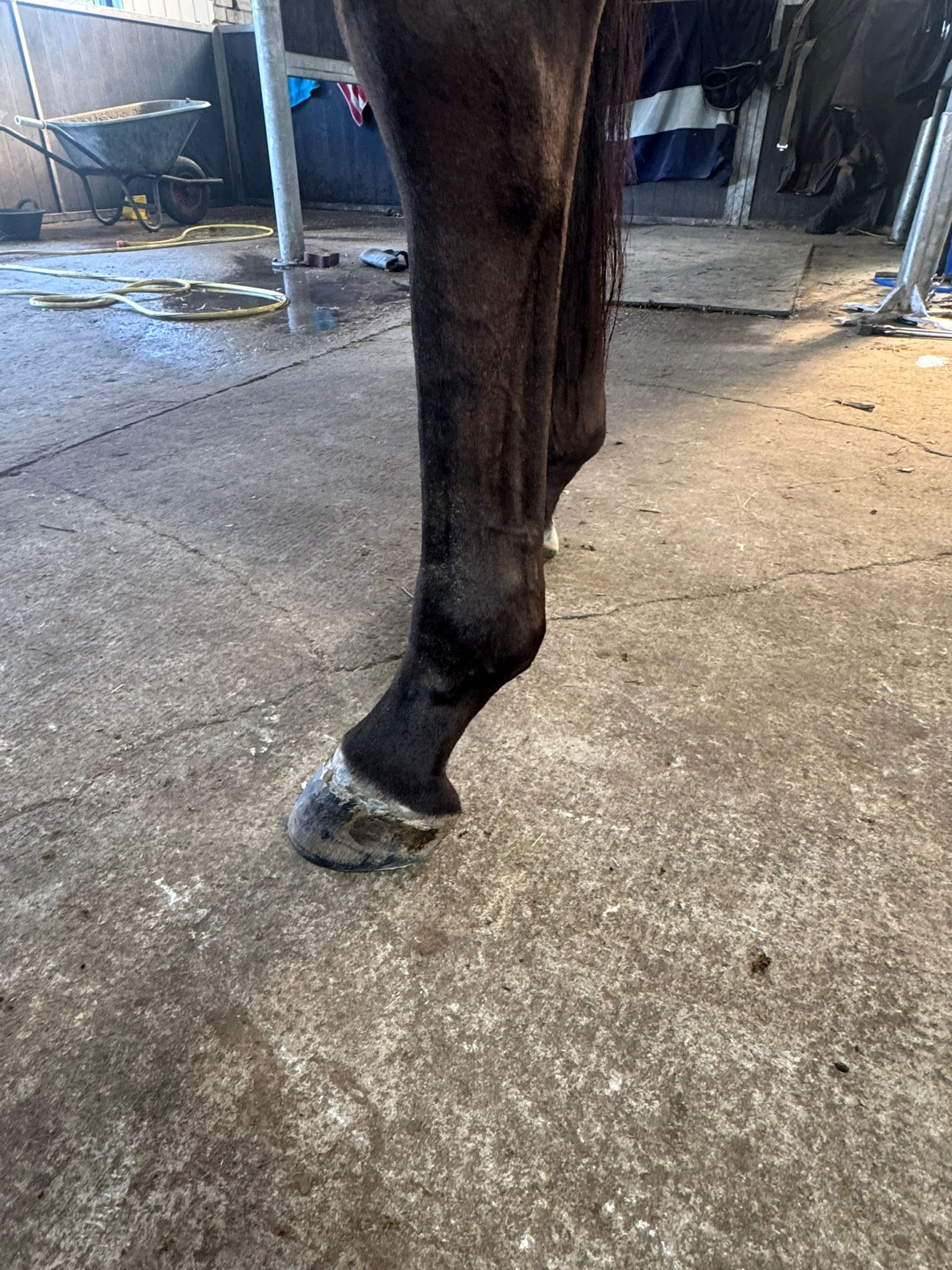 Tinkerbell van Lange Weeren ☆ (ZINDELORD VDL x TANGELO VD ZUUTHOEVE) - Image 4