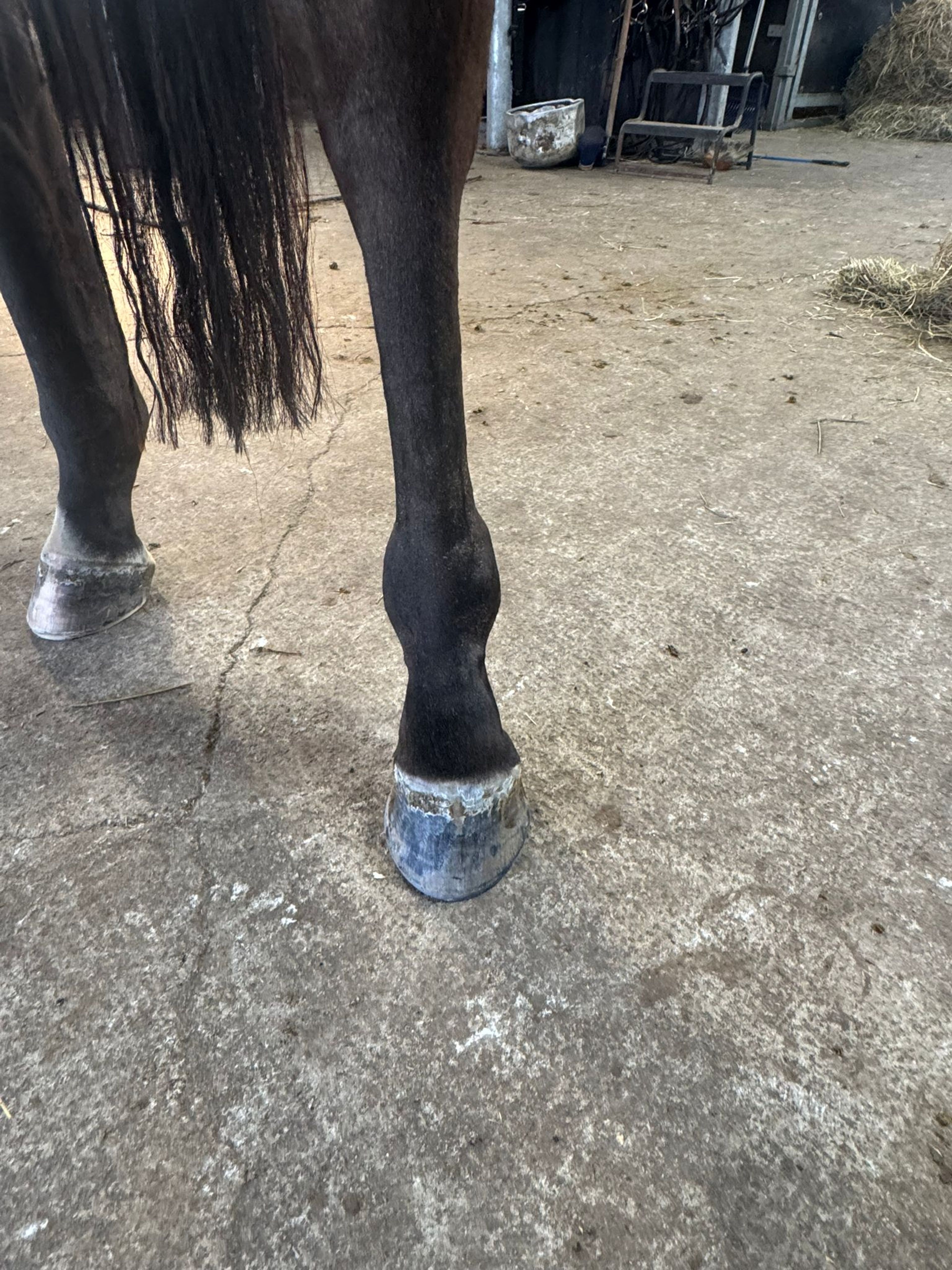 Tinkerbell van Lange Weeren ☆ (ZINDELORD VDL x TANGELO VD ZUUTHOEVE) - Image 5