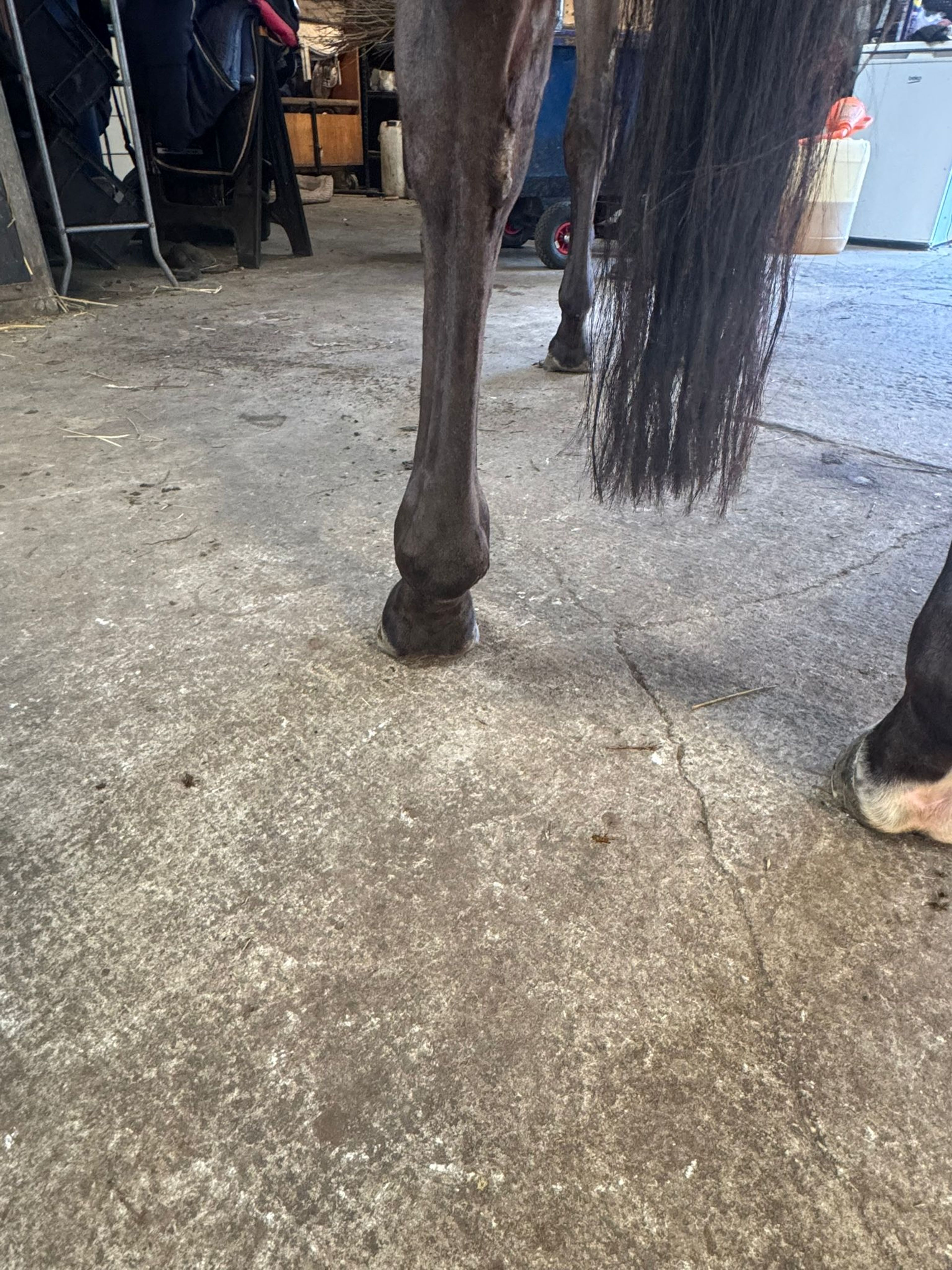 Tinkerbell van Lange Weeren ☆ (ZINDELORD VDL x TANGELO VD ZUUTHOEVE) - Image 6