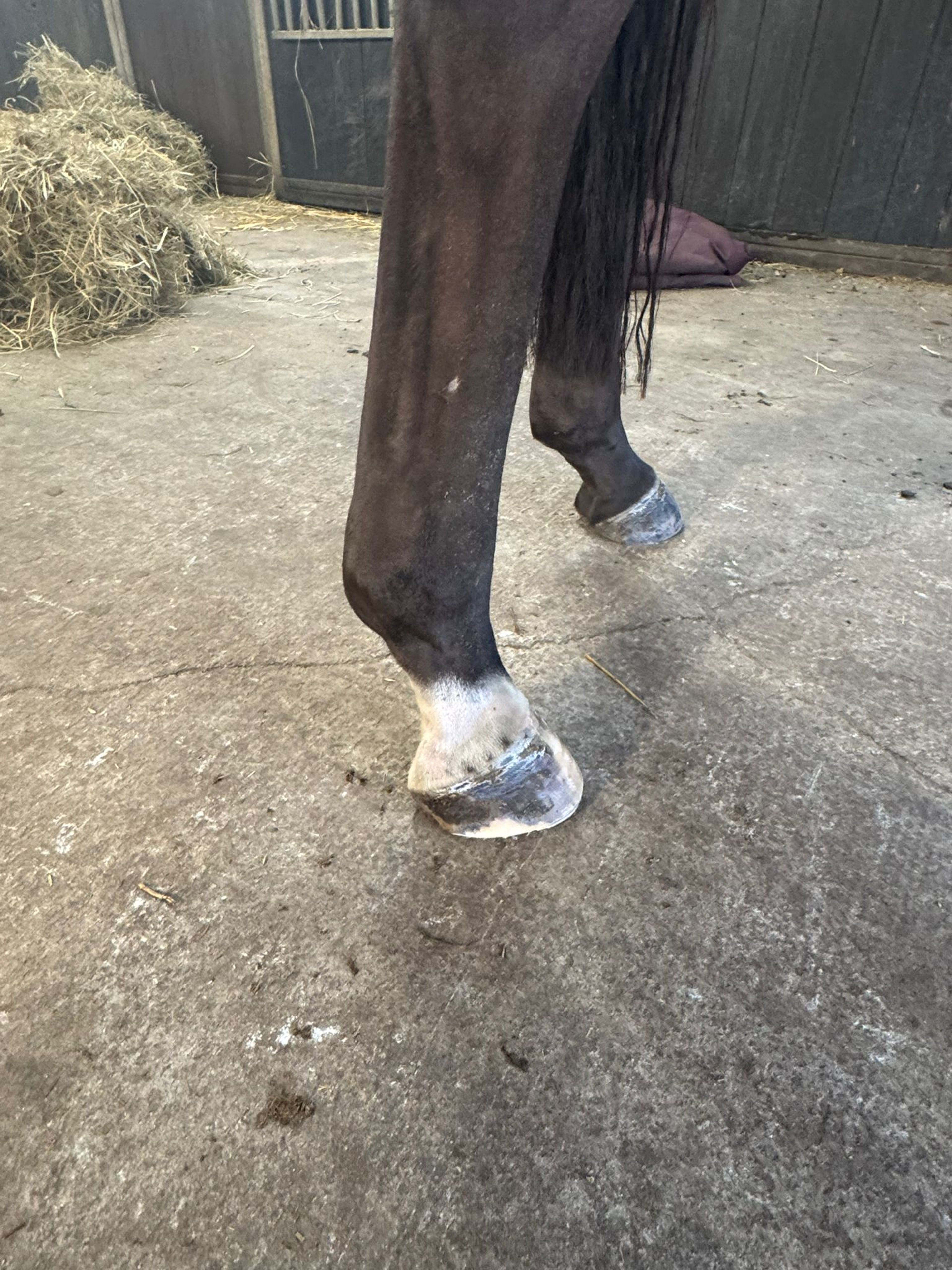 Tinkerbell van Lange Weeren ☆ (ZINDELORD VDL x TANGELO VD ZUUTHOEVE) - Image 8