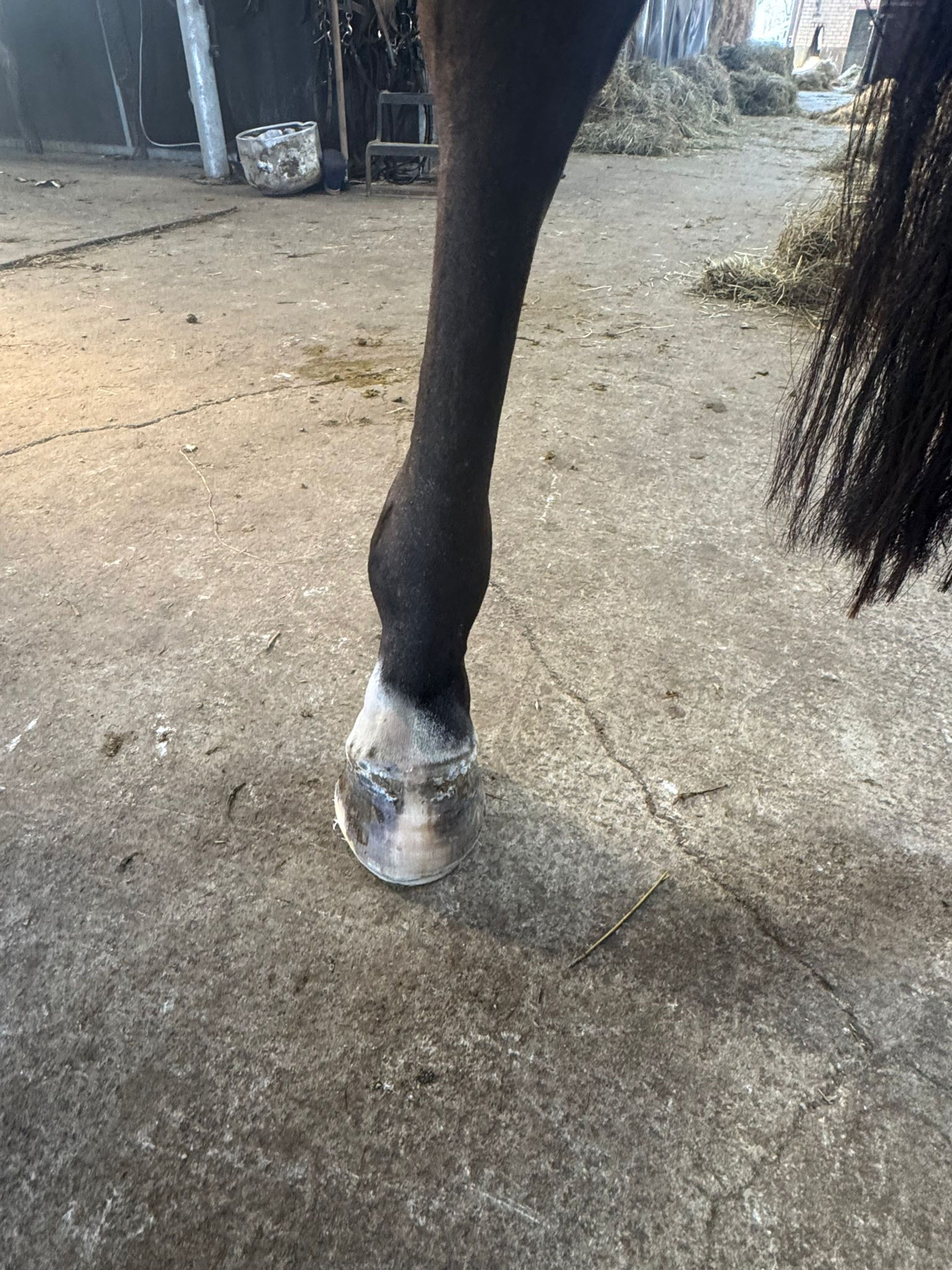 Tinkerbell van Lange Weeren ☆ (ZINDELORD VDL x TANGELO VD ZUUTHOEVE) - Image 9