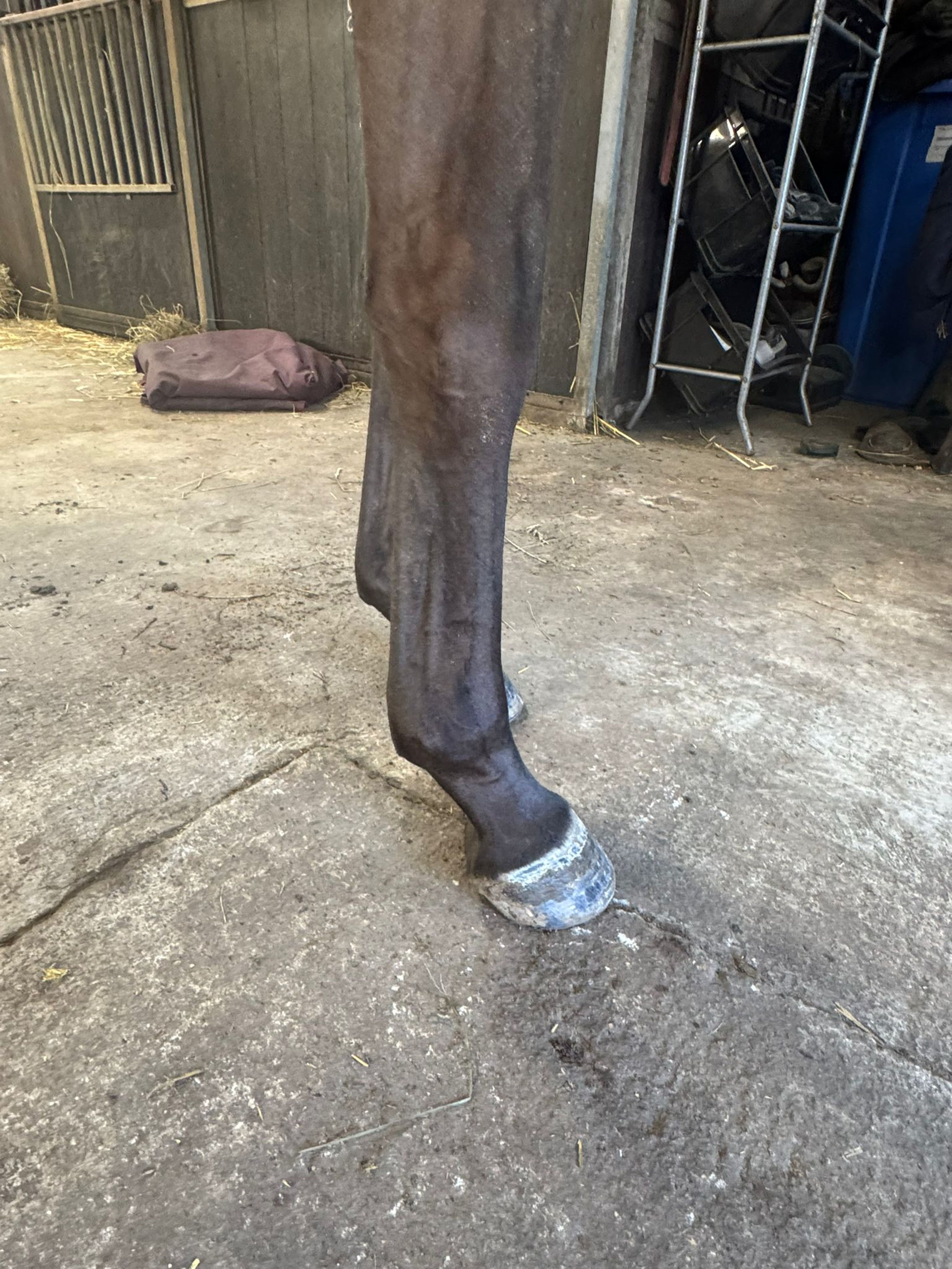 Tinkerbell van Lange Weeren ☆ (ZINDELORD VDL x TANGELO VD ZUUTHOEVE) - Image 10