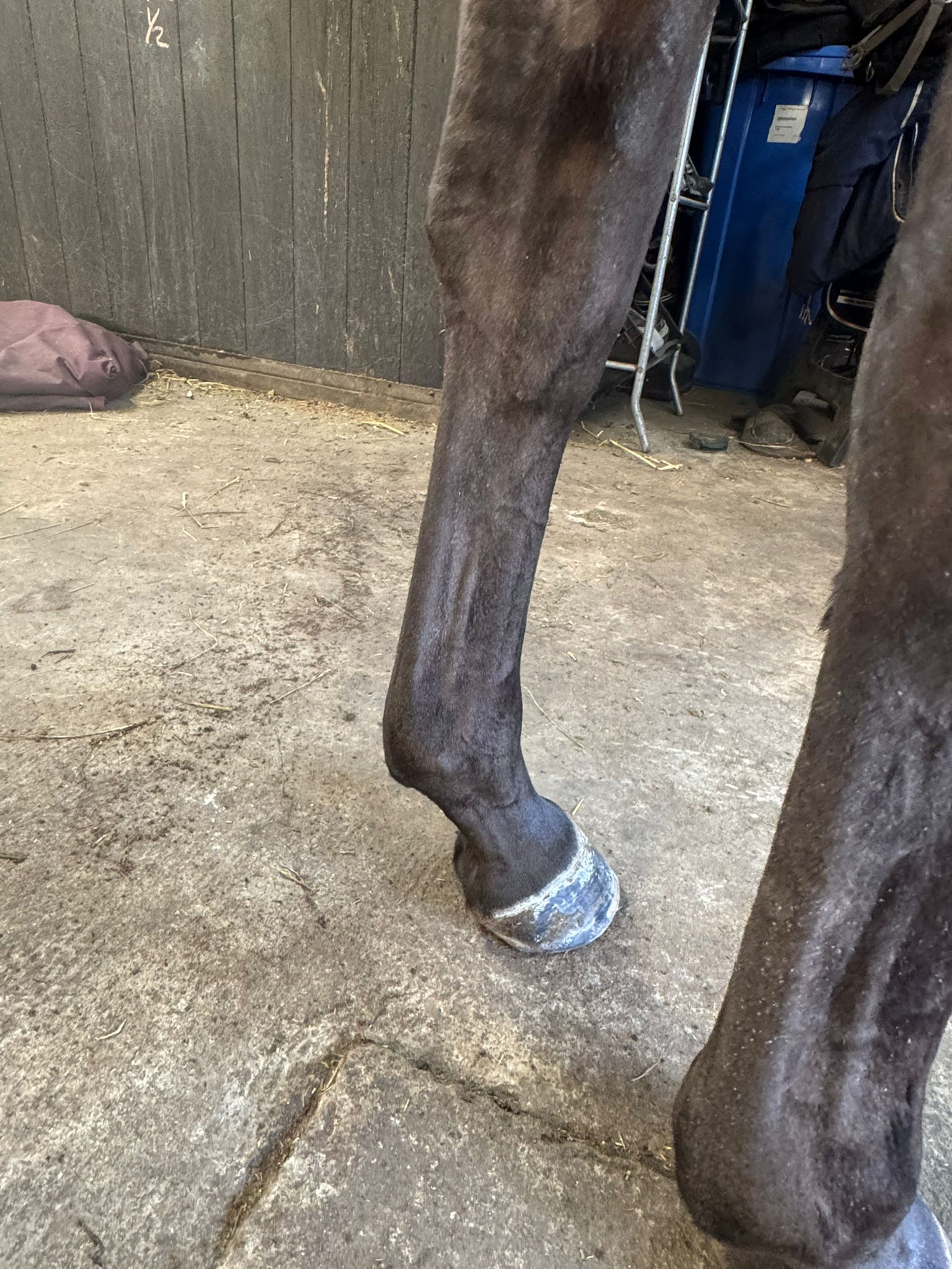 Tinkerbell van Lange Weeren ☆ (ZINDELORD VDL x TANGELO VD ZUUTHOEVE) - Image 11