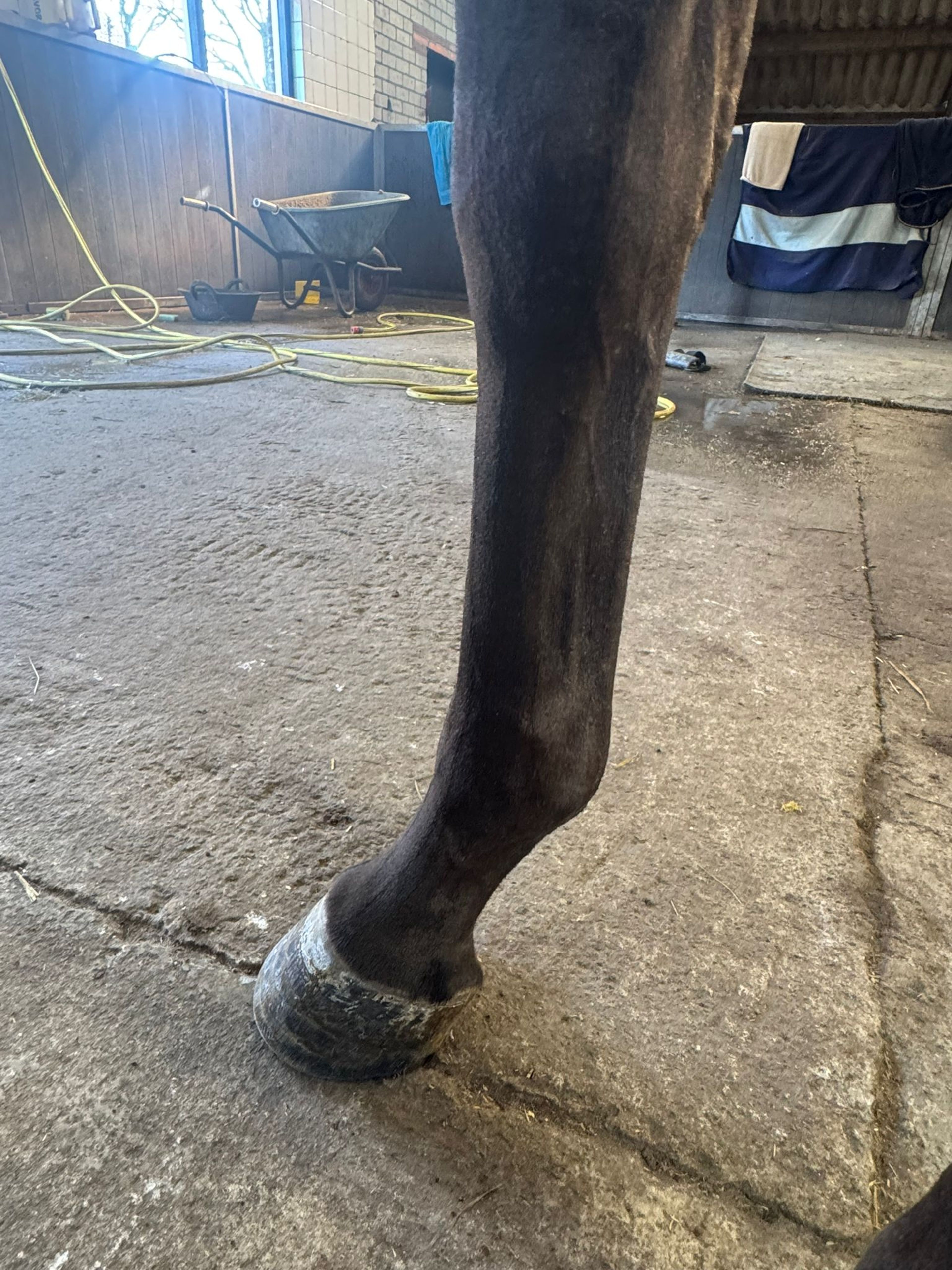 Tinkerbell van Lange Weeren ☆ (ZINDELORD VDL x TANGELO VD ZUUTHOEVE) - Image 12