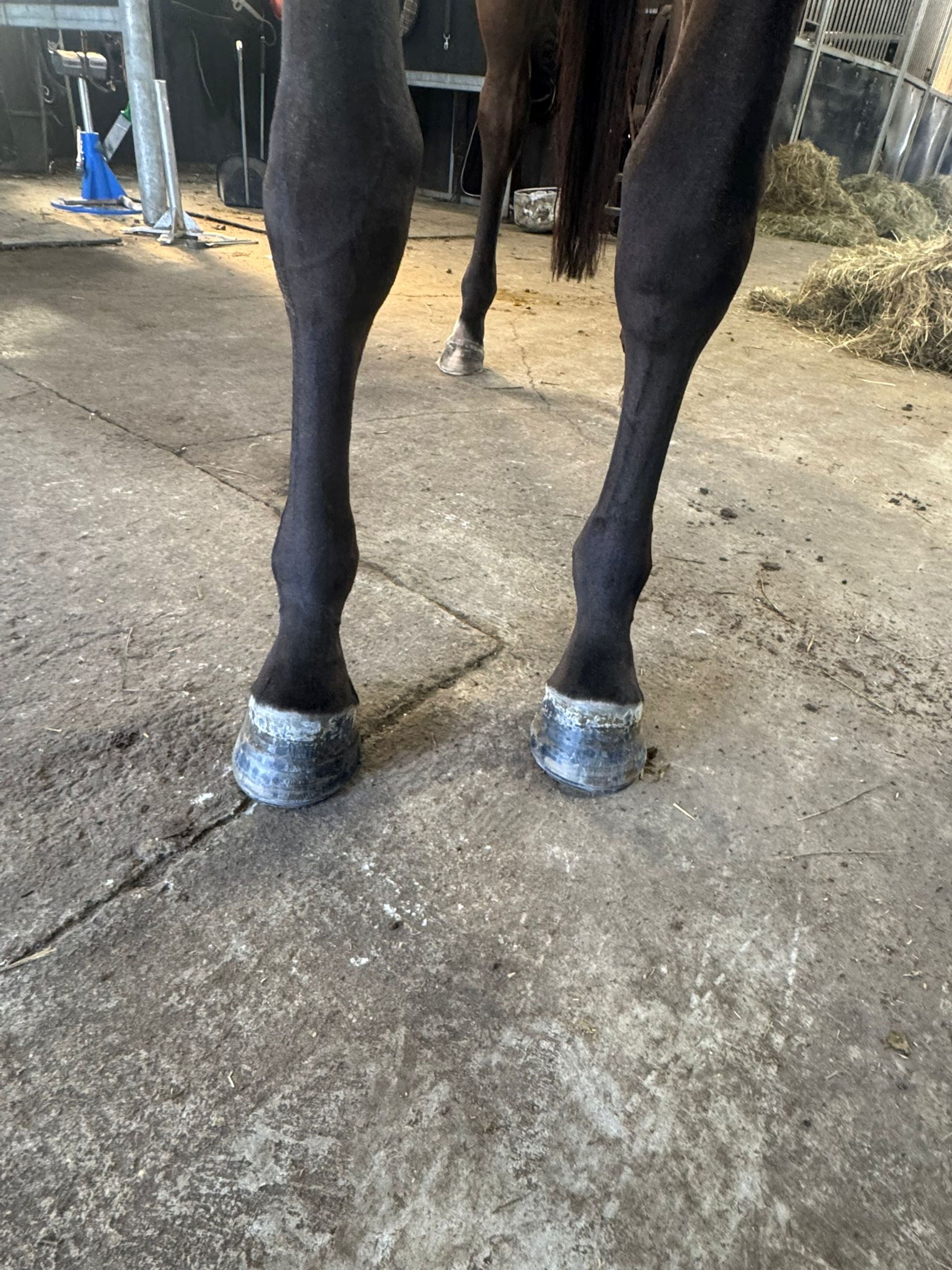 Tinkerbell van Lange Weeren ☆ (ZINDELORD VDL x TANGELO VD ZUUTHOEVE) - Image 13