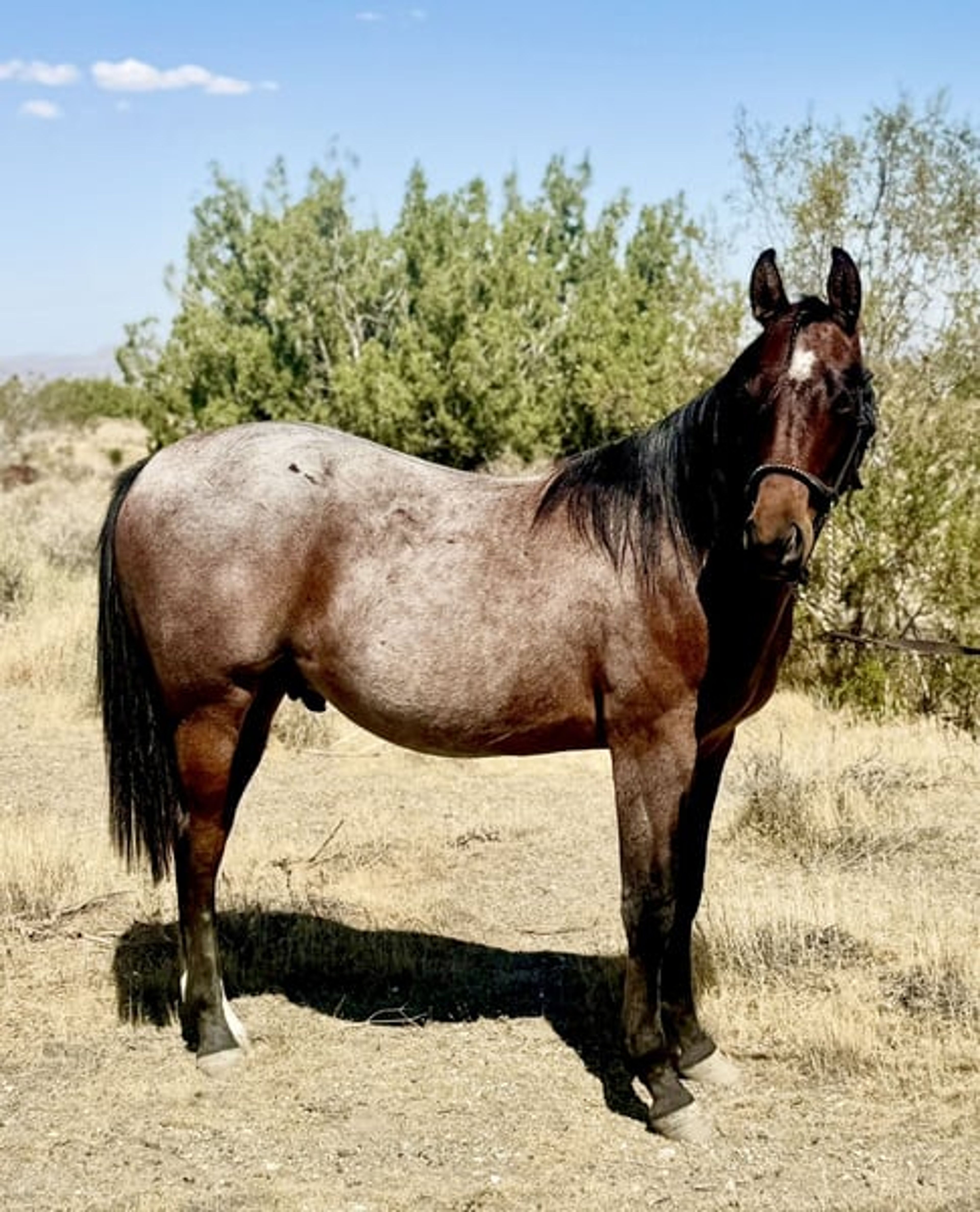 AQHA YEARLING COLT
