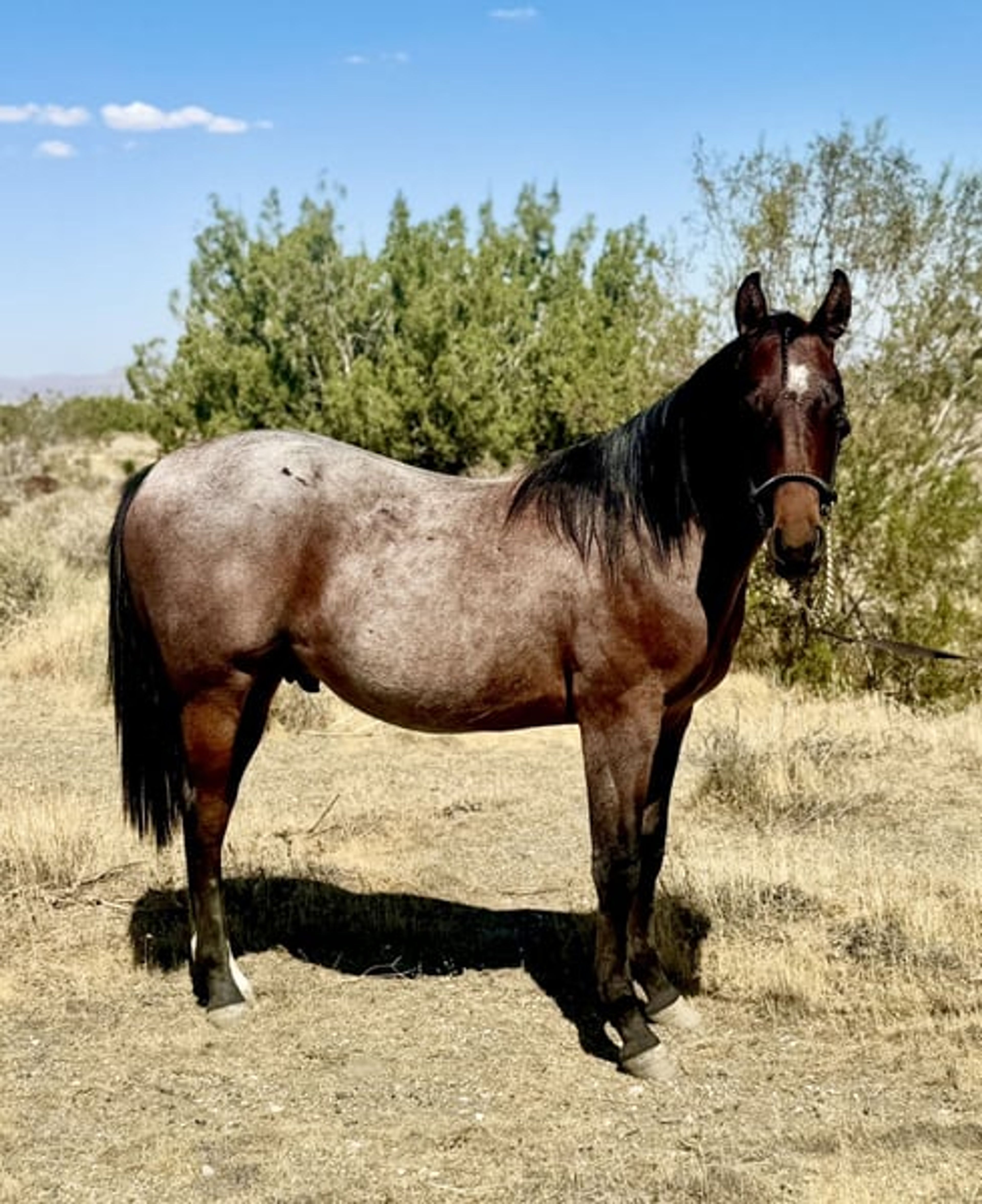 AQHA YEARLING COLT - Image 2