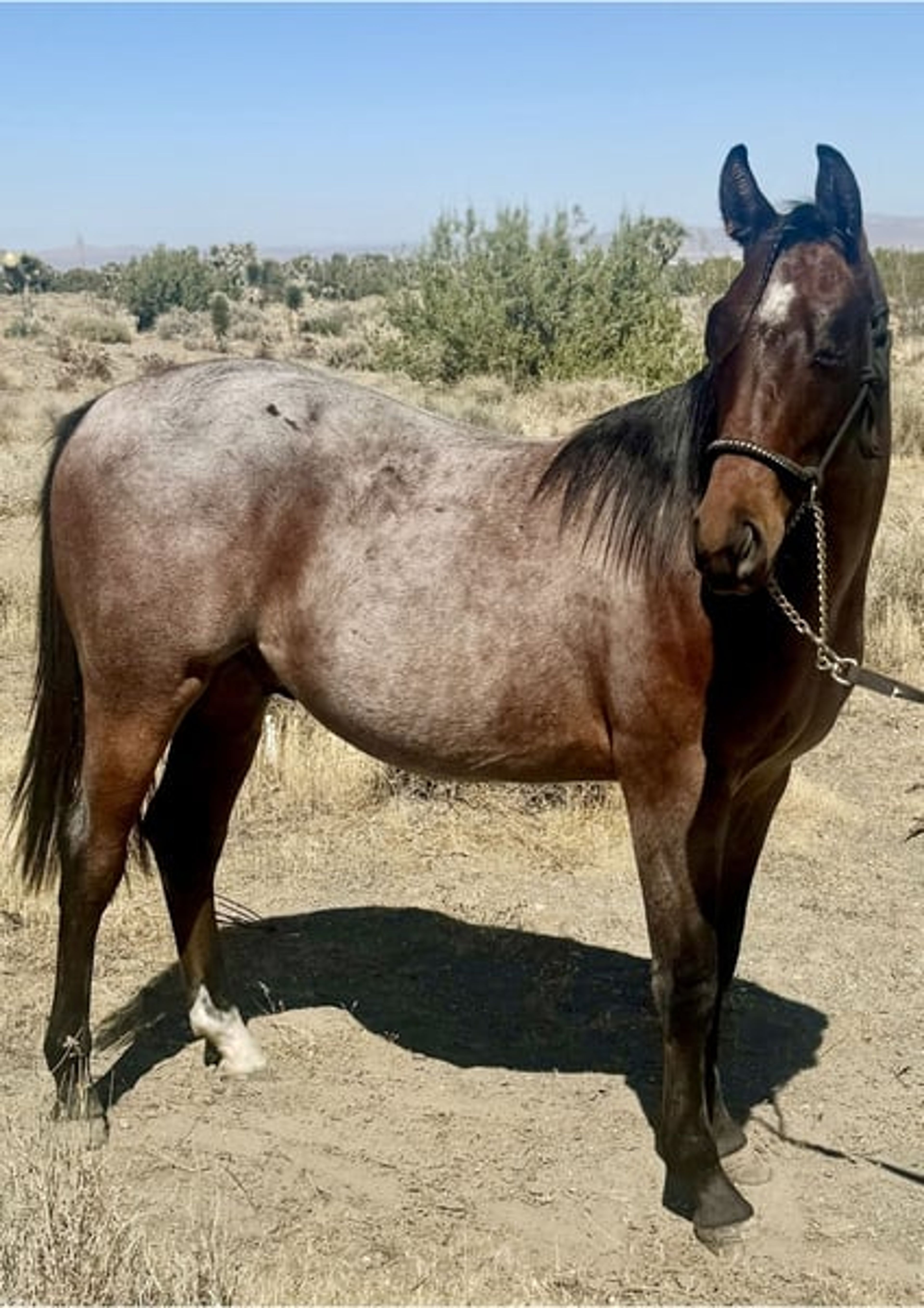 AQHA YEARLING COLT - Image 3