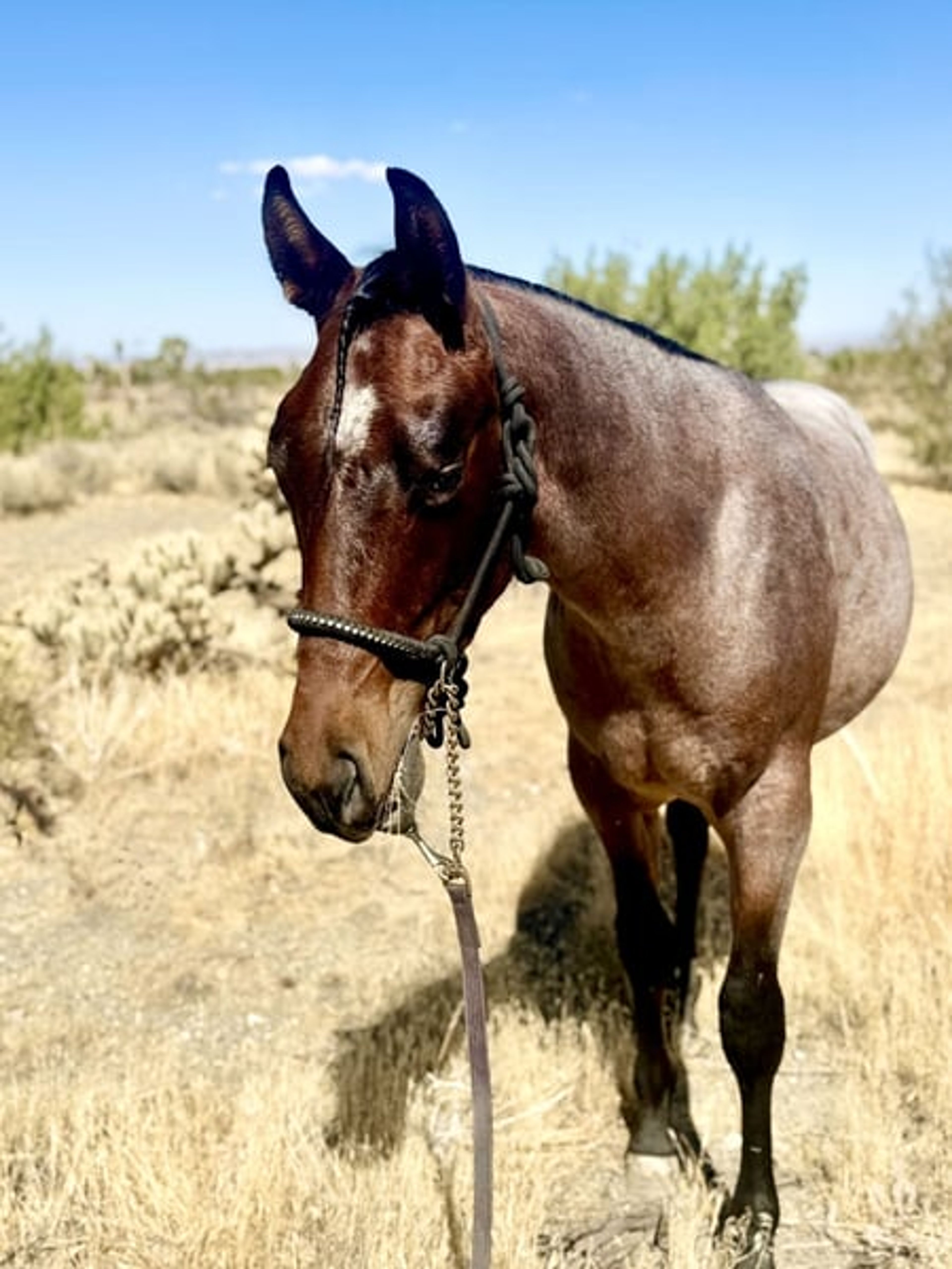 AQHA YEARLING COLT - Image 4