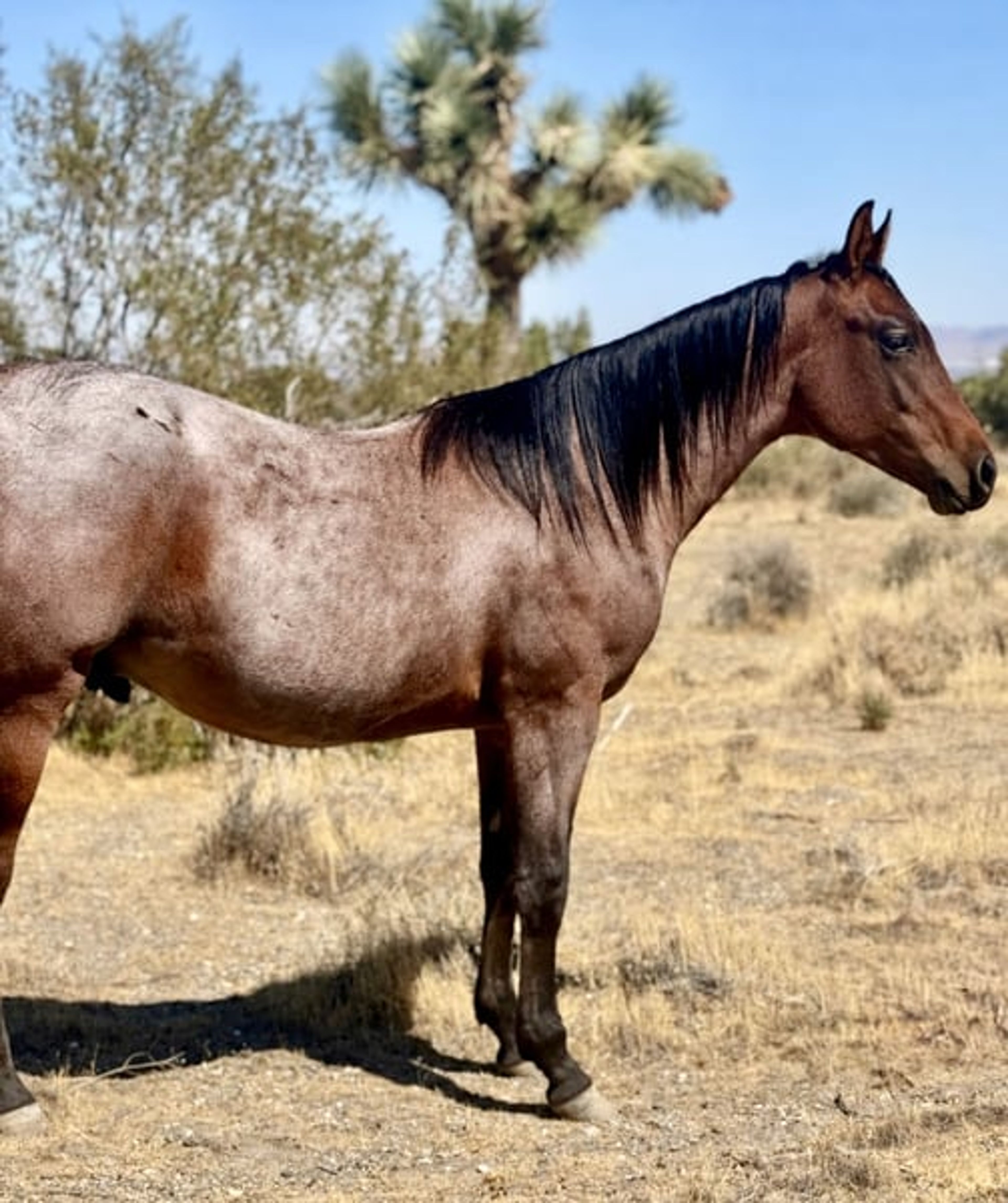 AQHA YEARLING COLT - Image 5