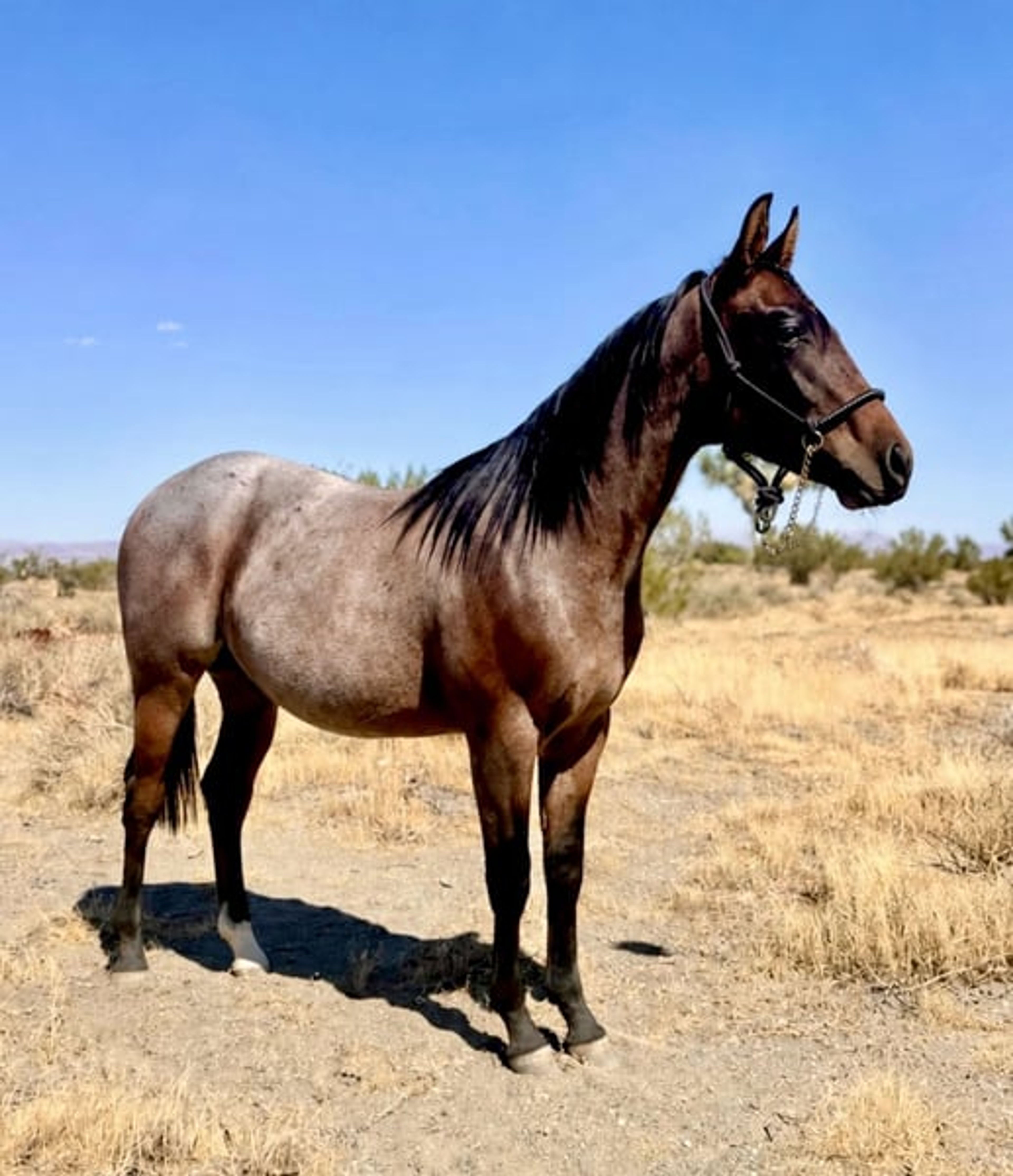 AQHA YEARLING COLT - Image 6