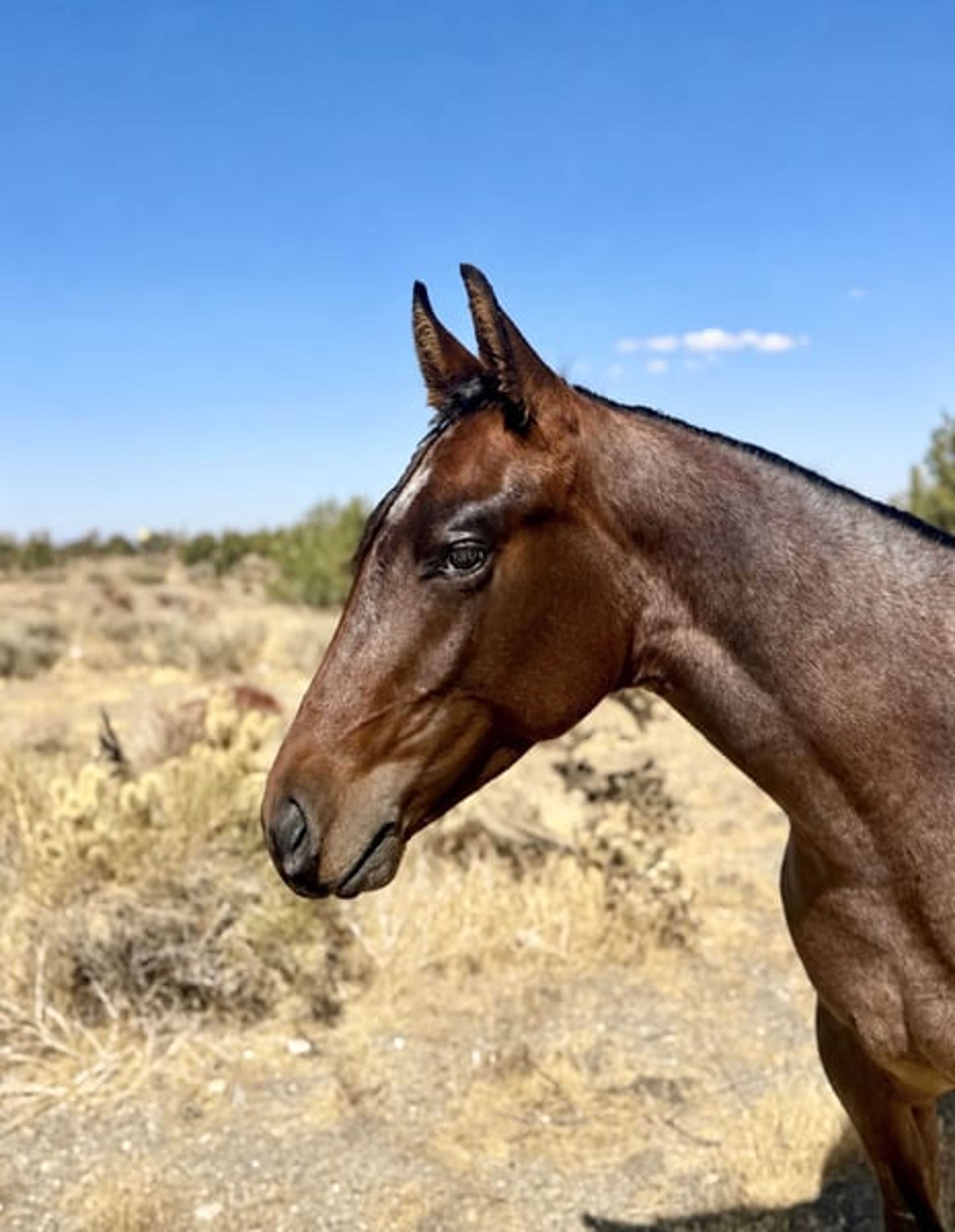 AQHA YEARLING COLT - Image 7