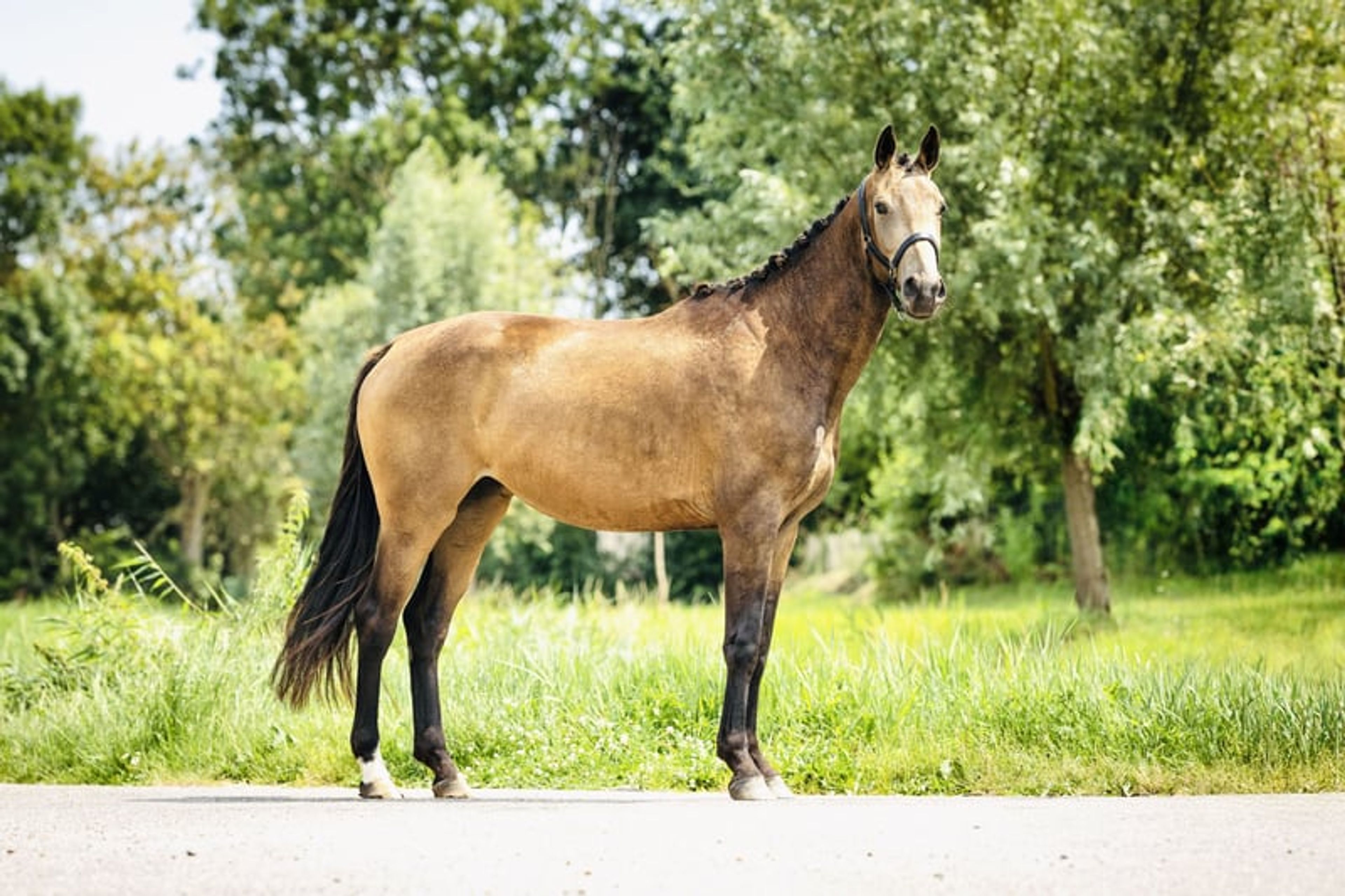 Unique mare with a striking presence - Image 1