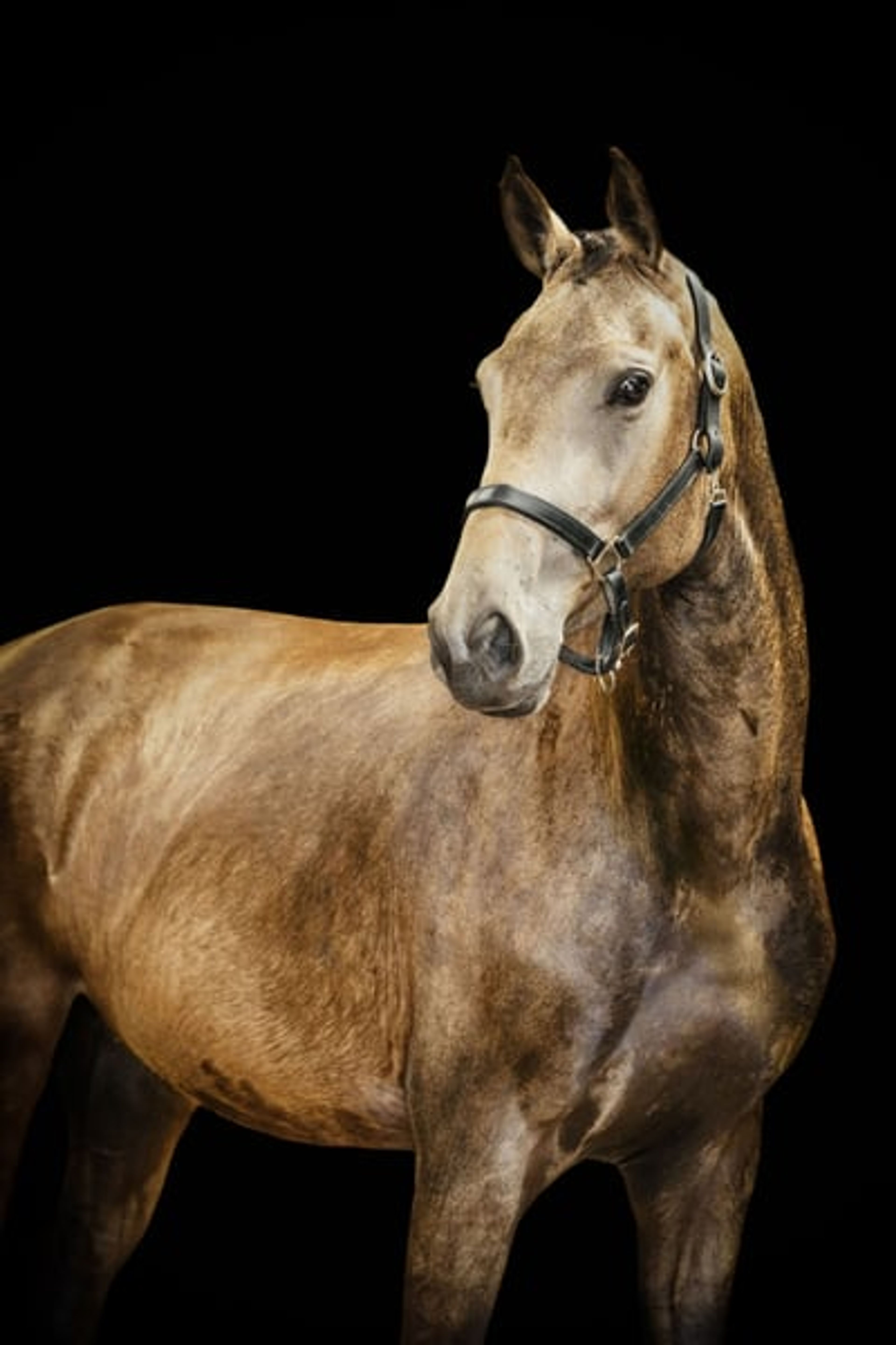 Unique mare with a striking presence - Image 2