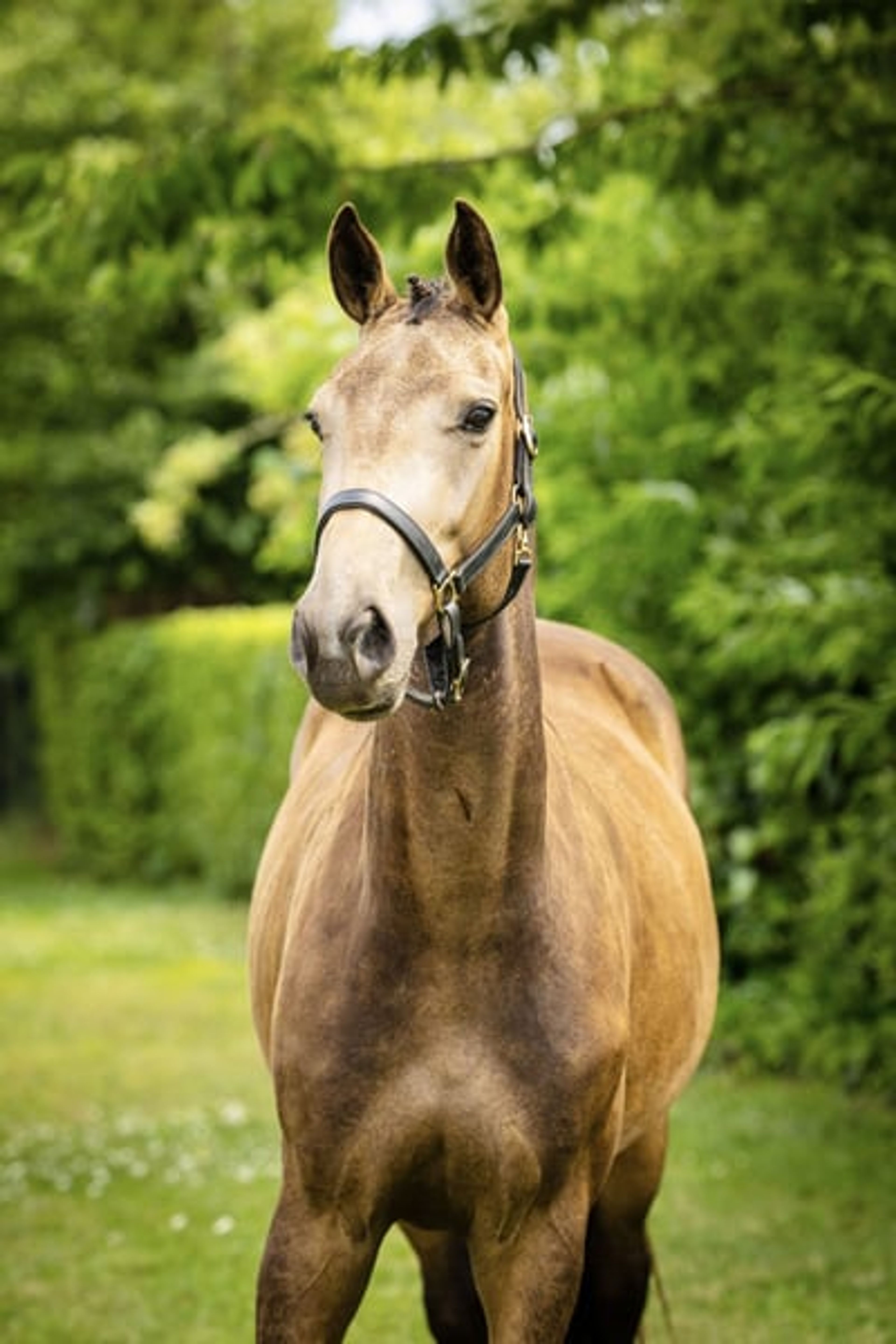 Unique mare with a striking presence - Image 3