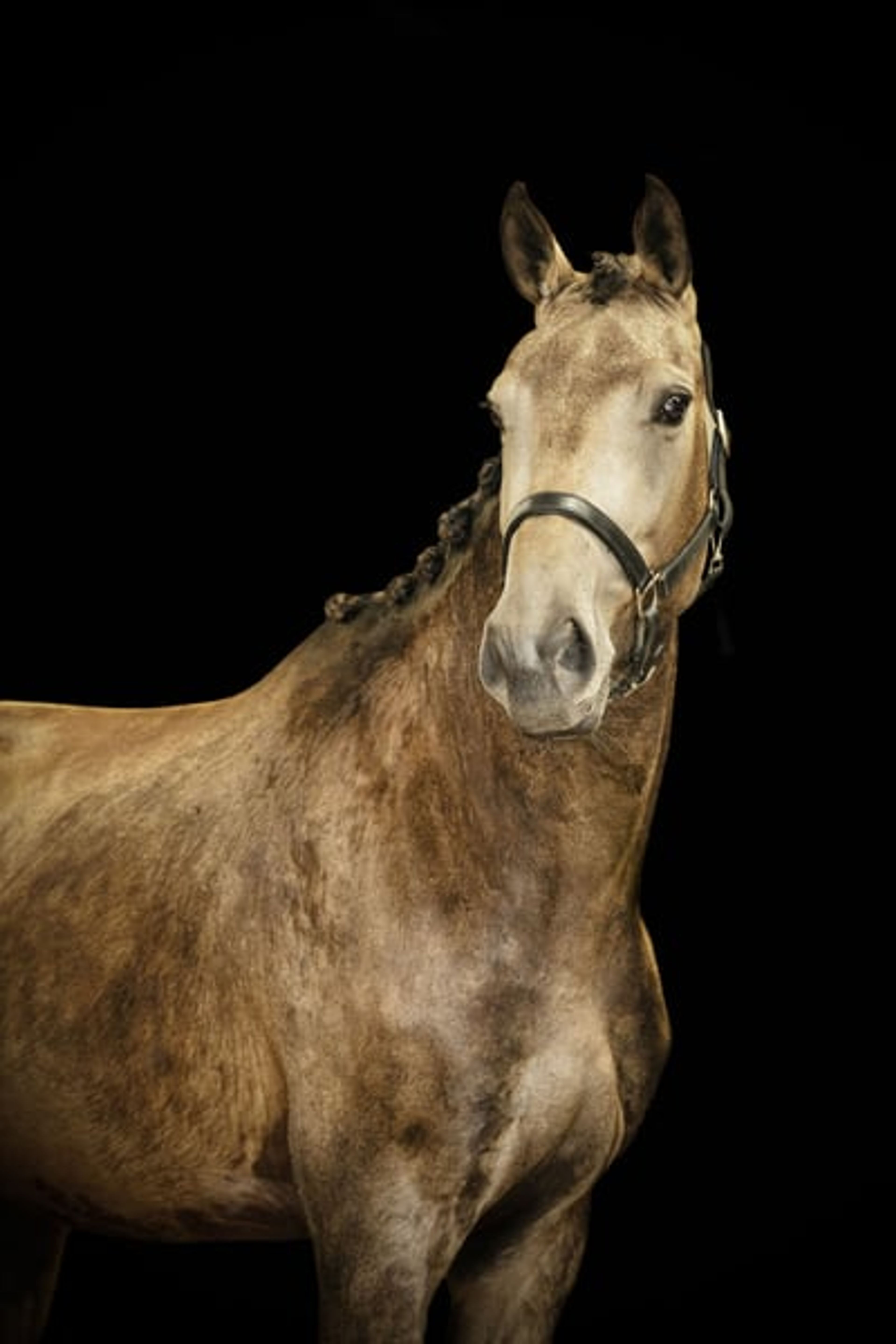 Unique mare with a striking presence - Image 4