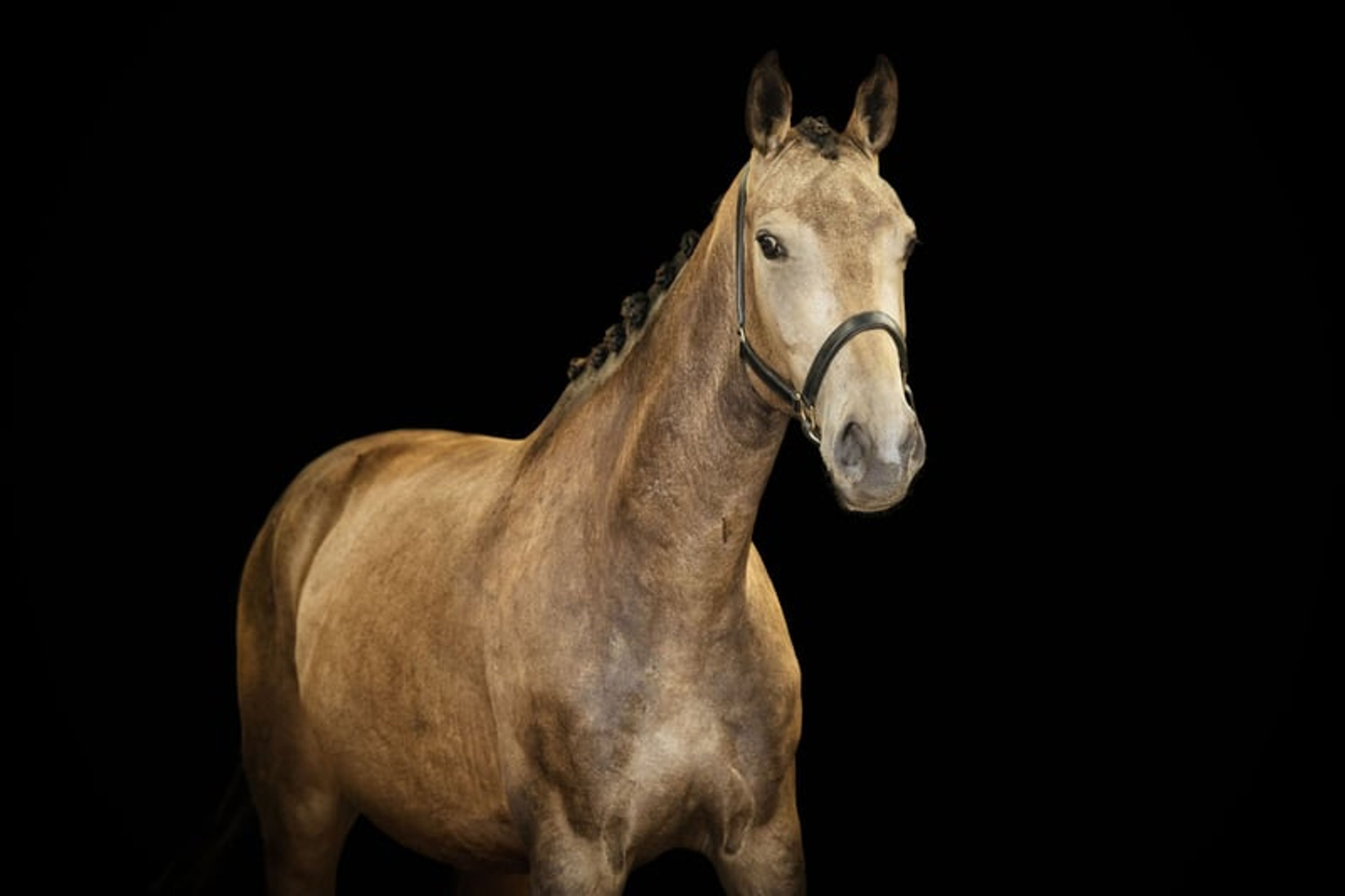Unique mare with a striking presence - Image 5