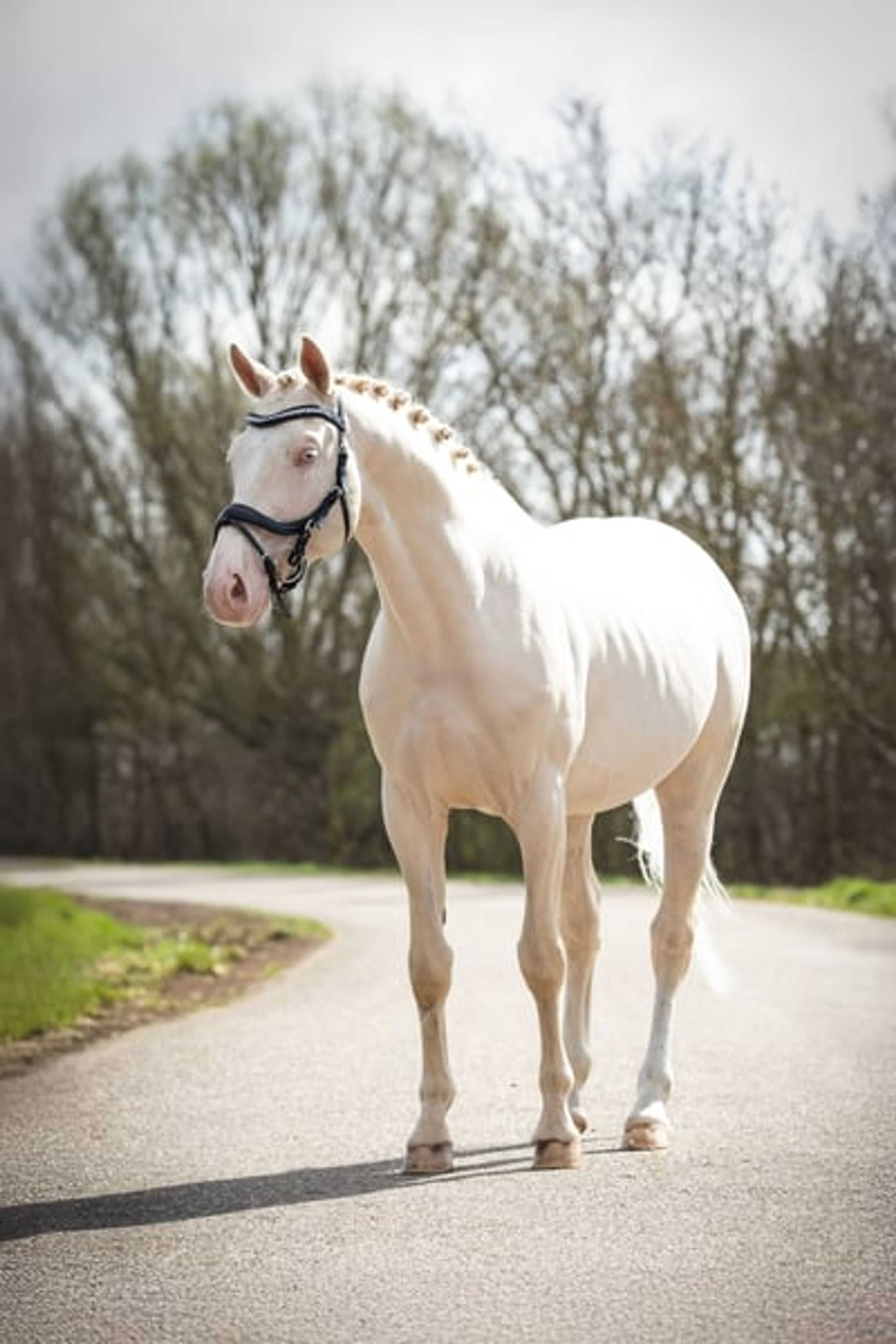 Unique mare with a striking presence - Image 7