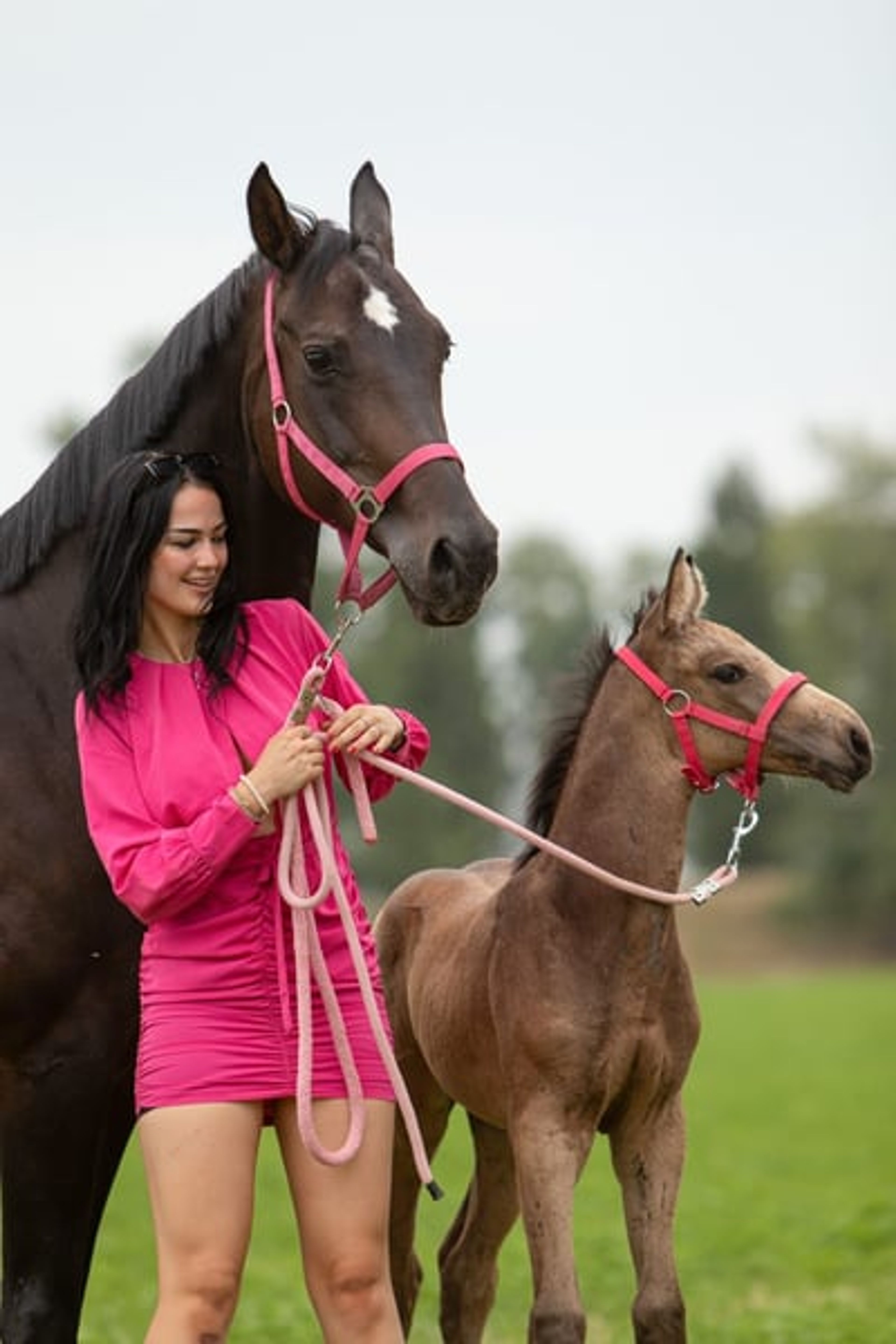 Unique mare with a striking presence - Image 8