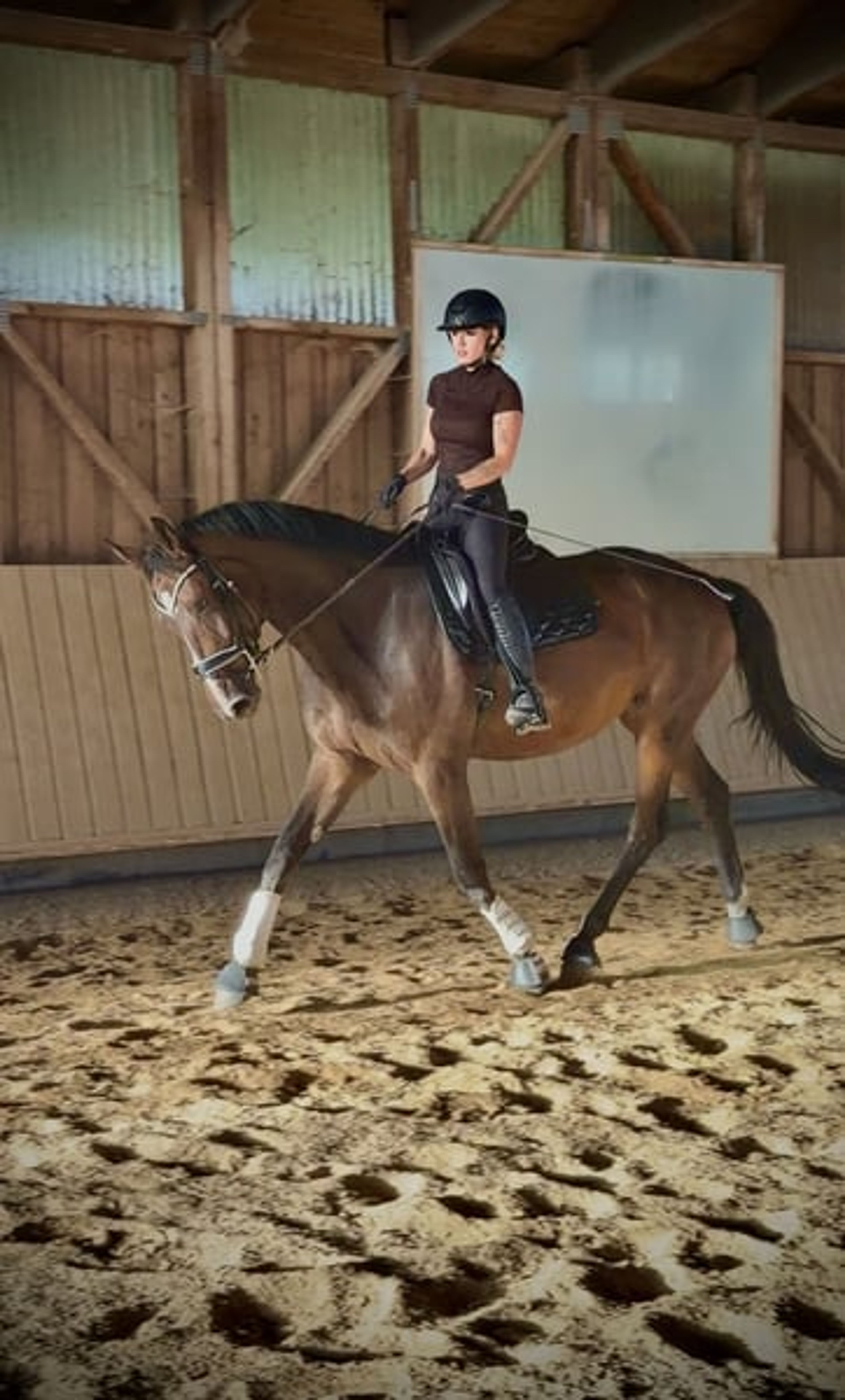 Hanoverian mare with top show-jumping bloodlines