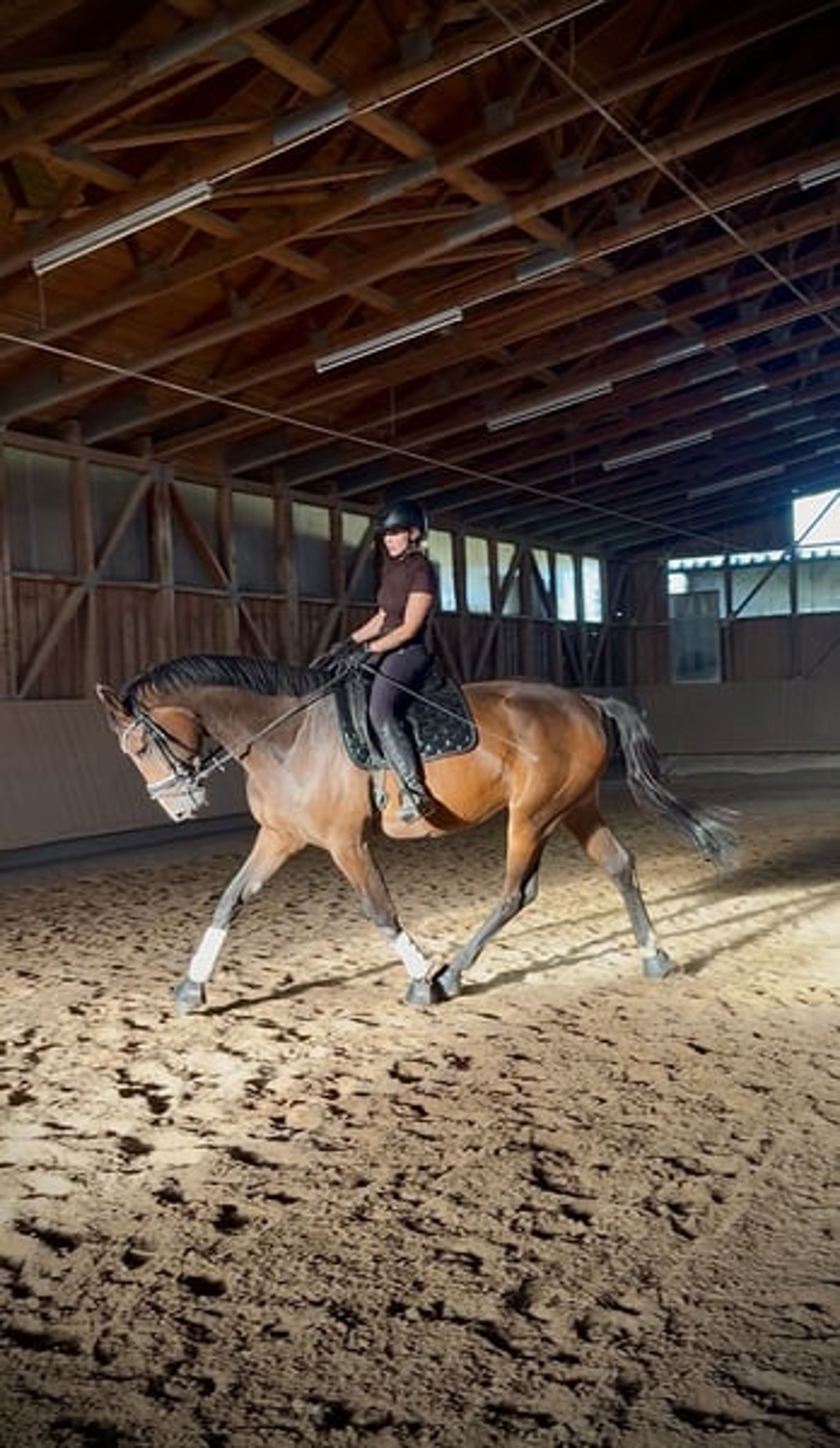 Hanoverian mare with top show-jumping bloodlines - Image 2