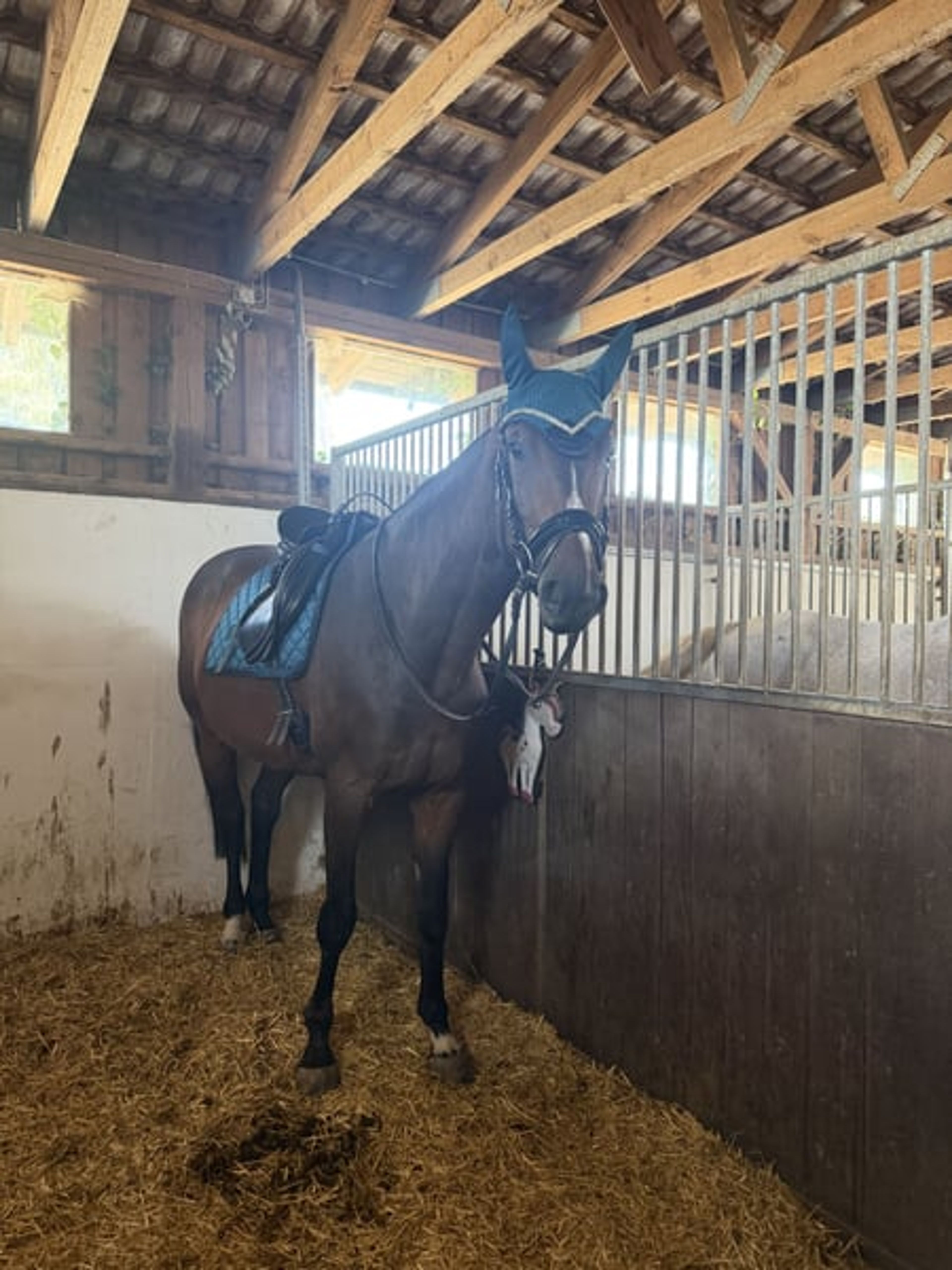 Hanoverian mare with top show-jumping bloodlines - Image 5