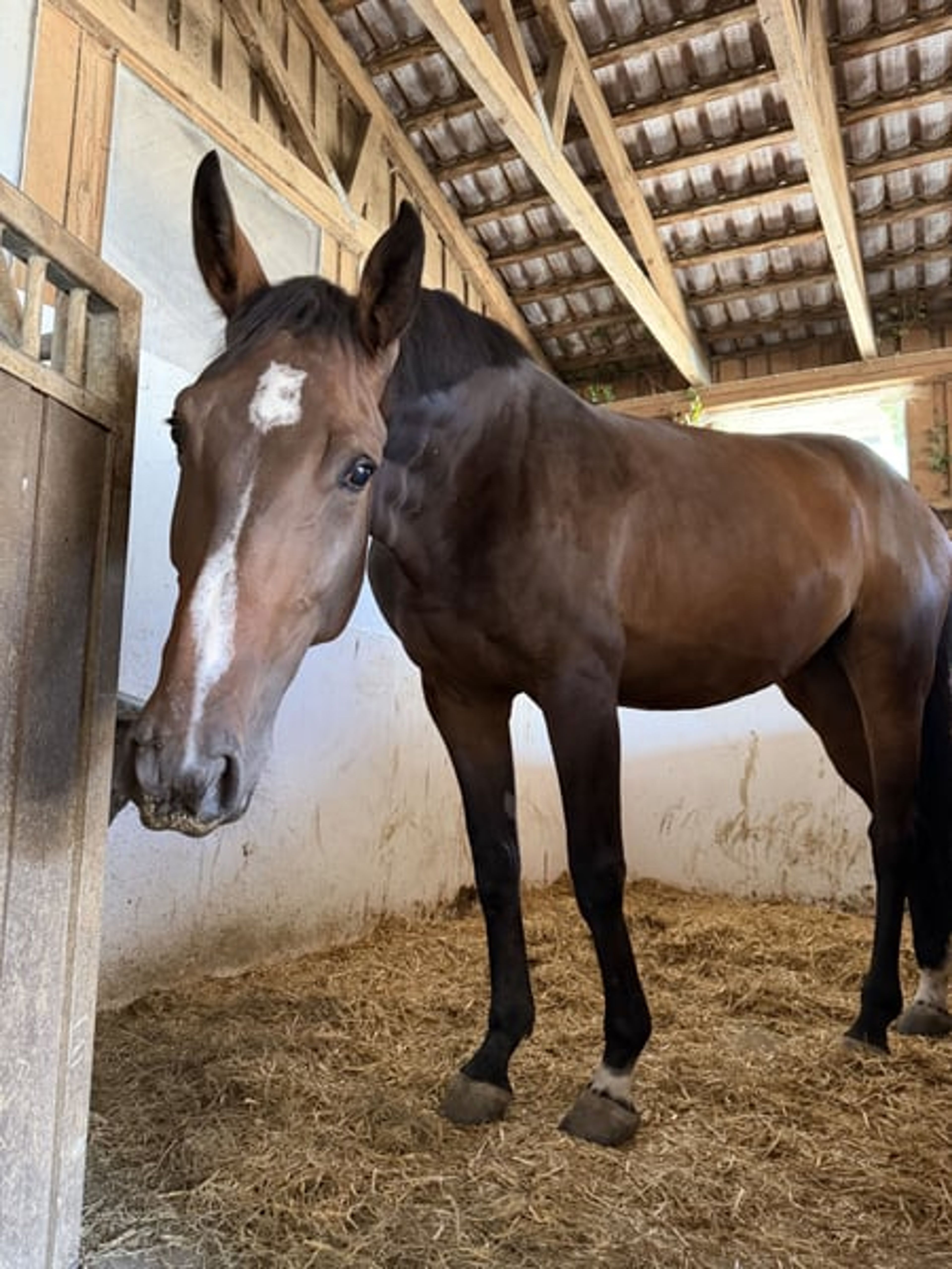 Hanoverian mare with top show-jumping bloodlines - Image 6