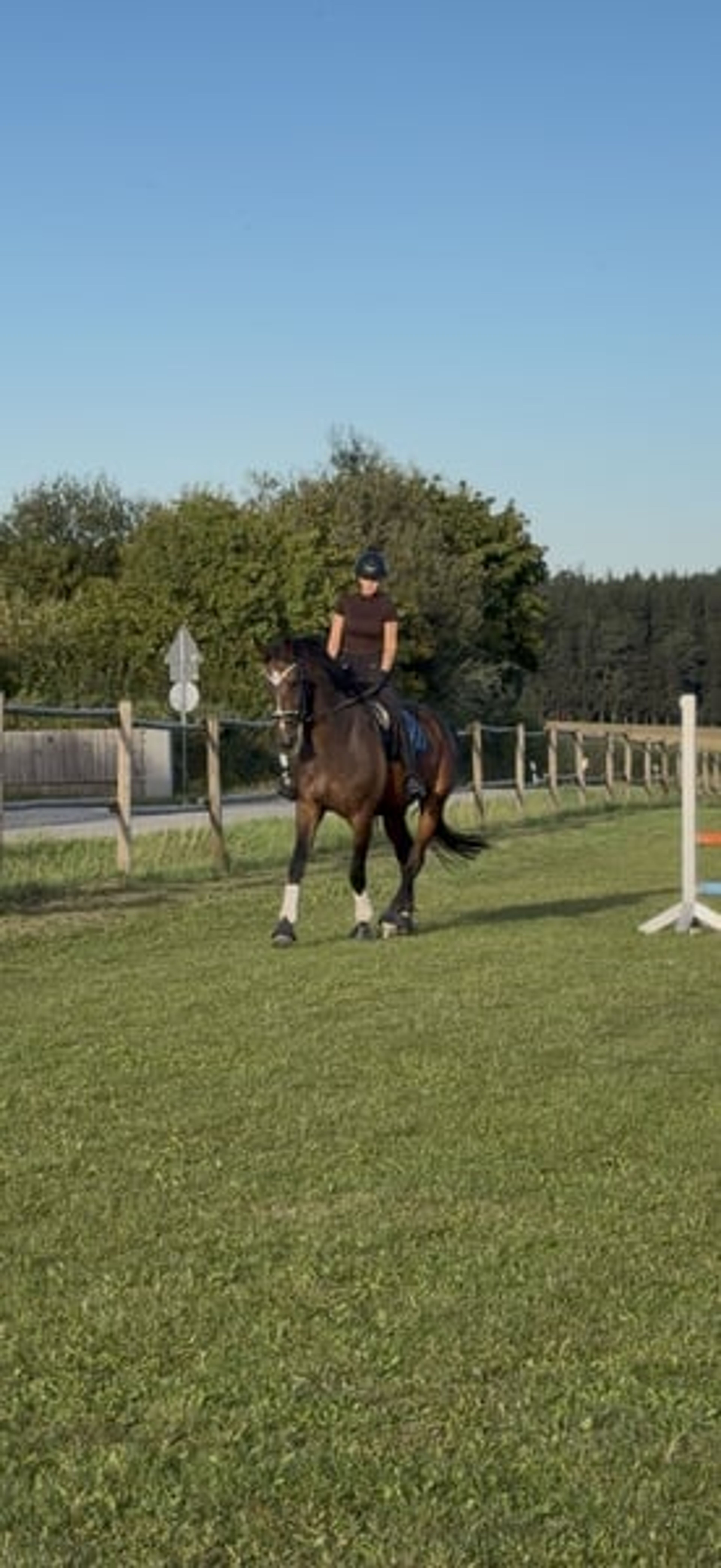 Hanoverian mare with top show-jumping bloodlines - Image 9