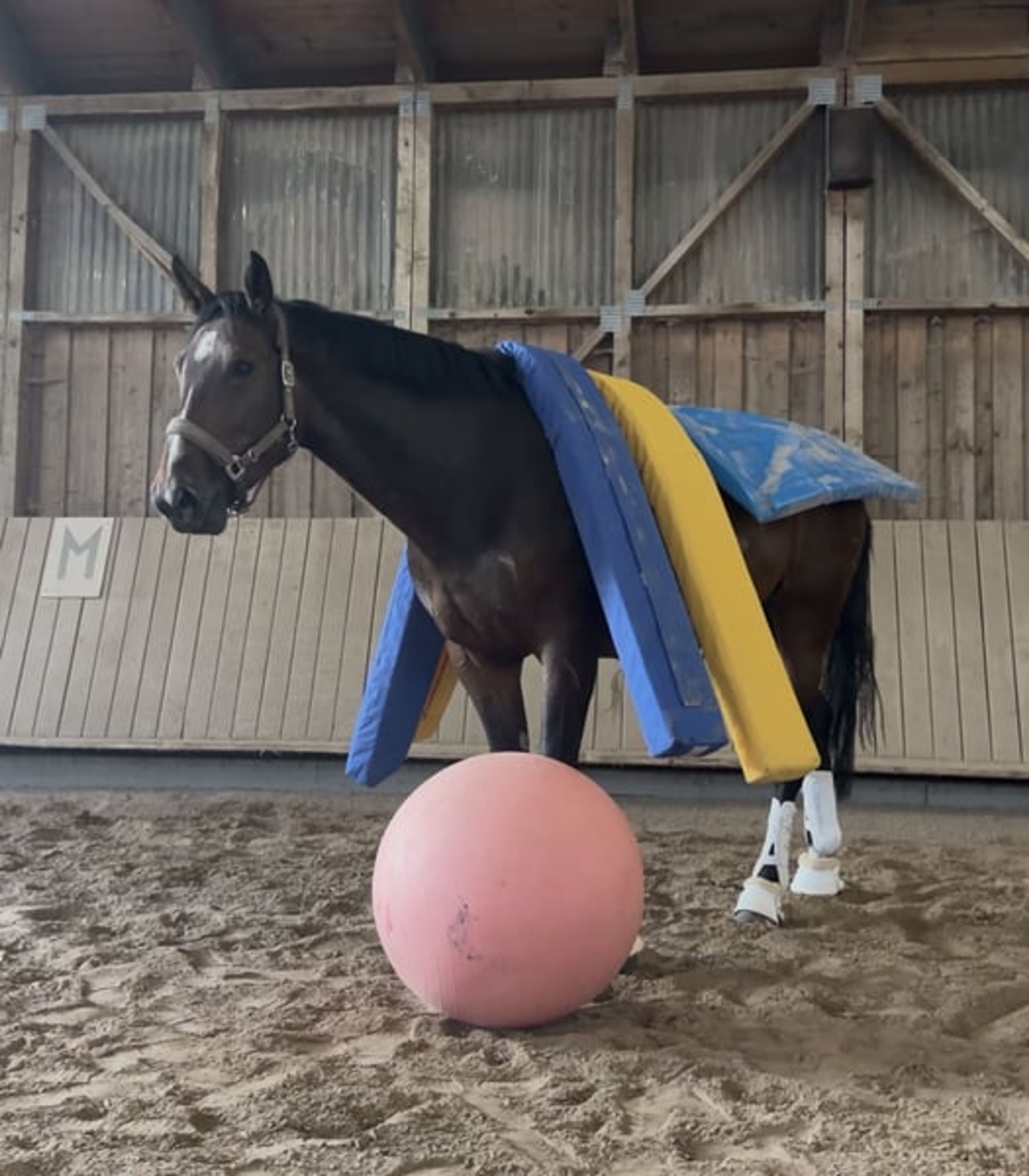 Hanoverian mare with top show-jumping bloodlines - Image 10