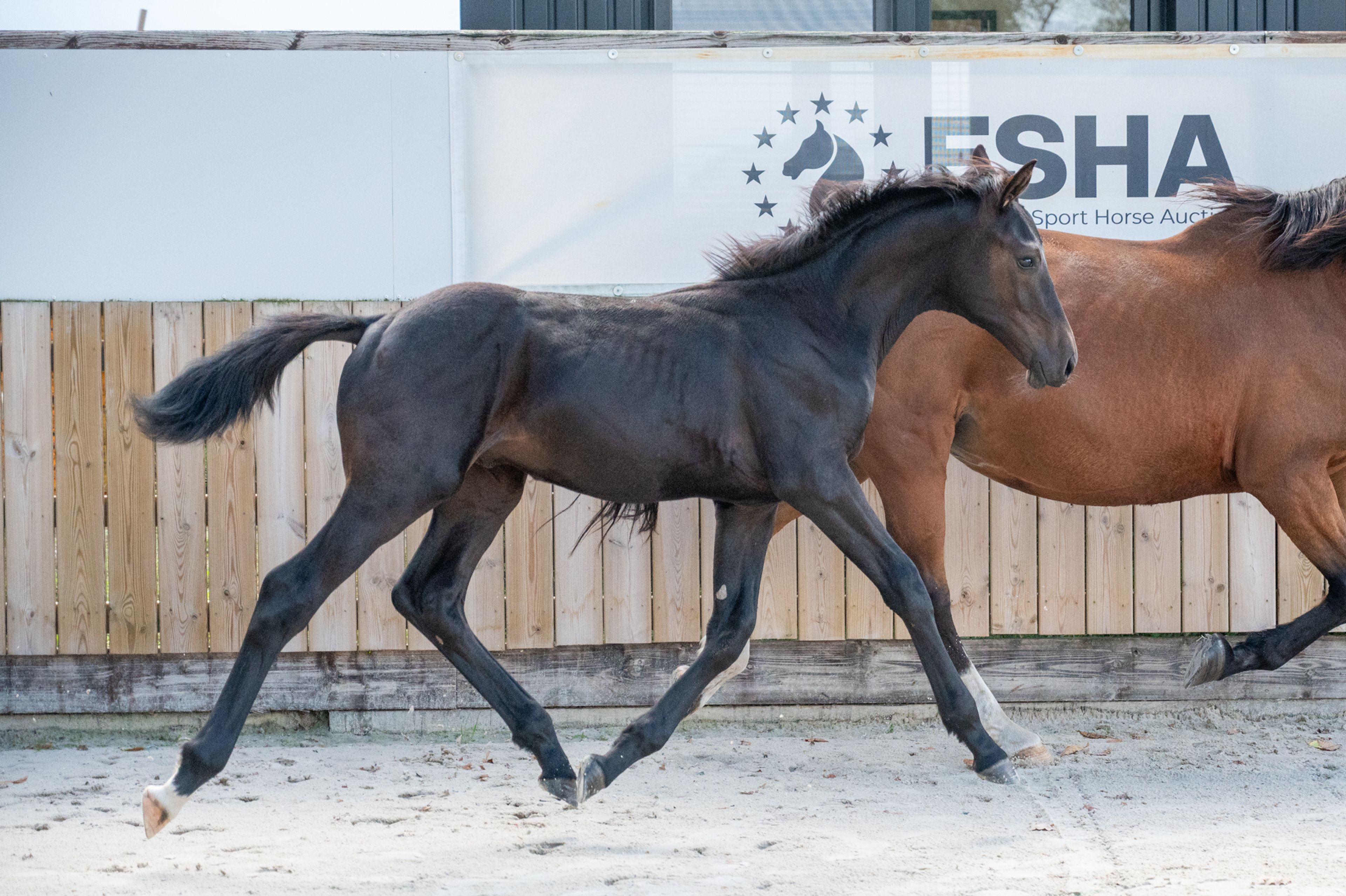 Capo Diaz Z (CODEX DIAZ Z x MOUJIK DE SOHAN) - Image 6