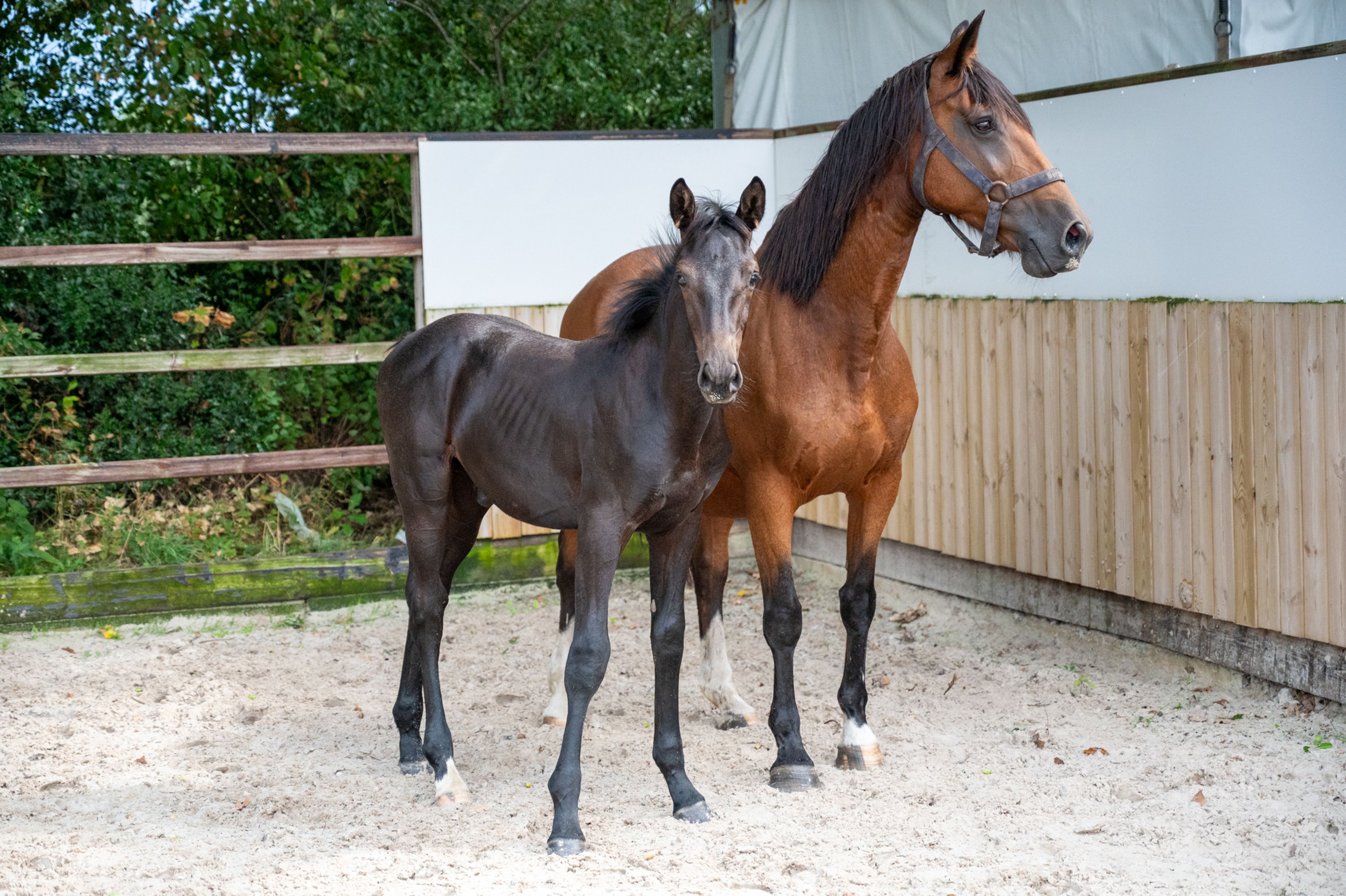 Capo Diaz Z (CODEX DIAZ Z x MOUJIK DE SOHAN) - Image 9