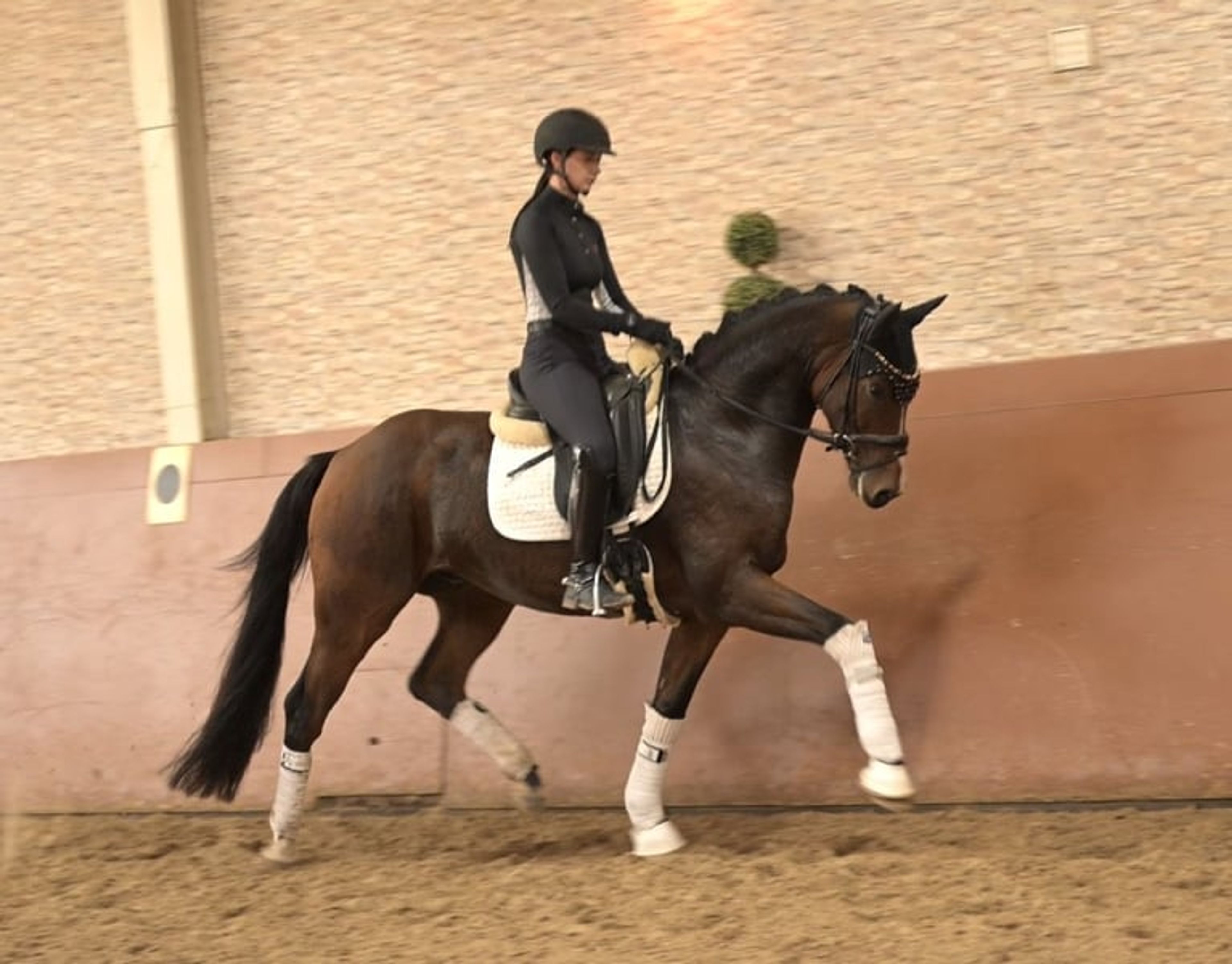 ⚜️Outstanding Schoolmaster of Exceptional Quality⚜️ - Image 7