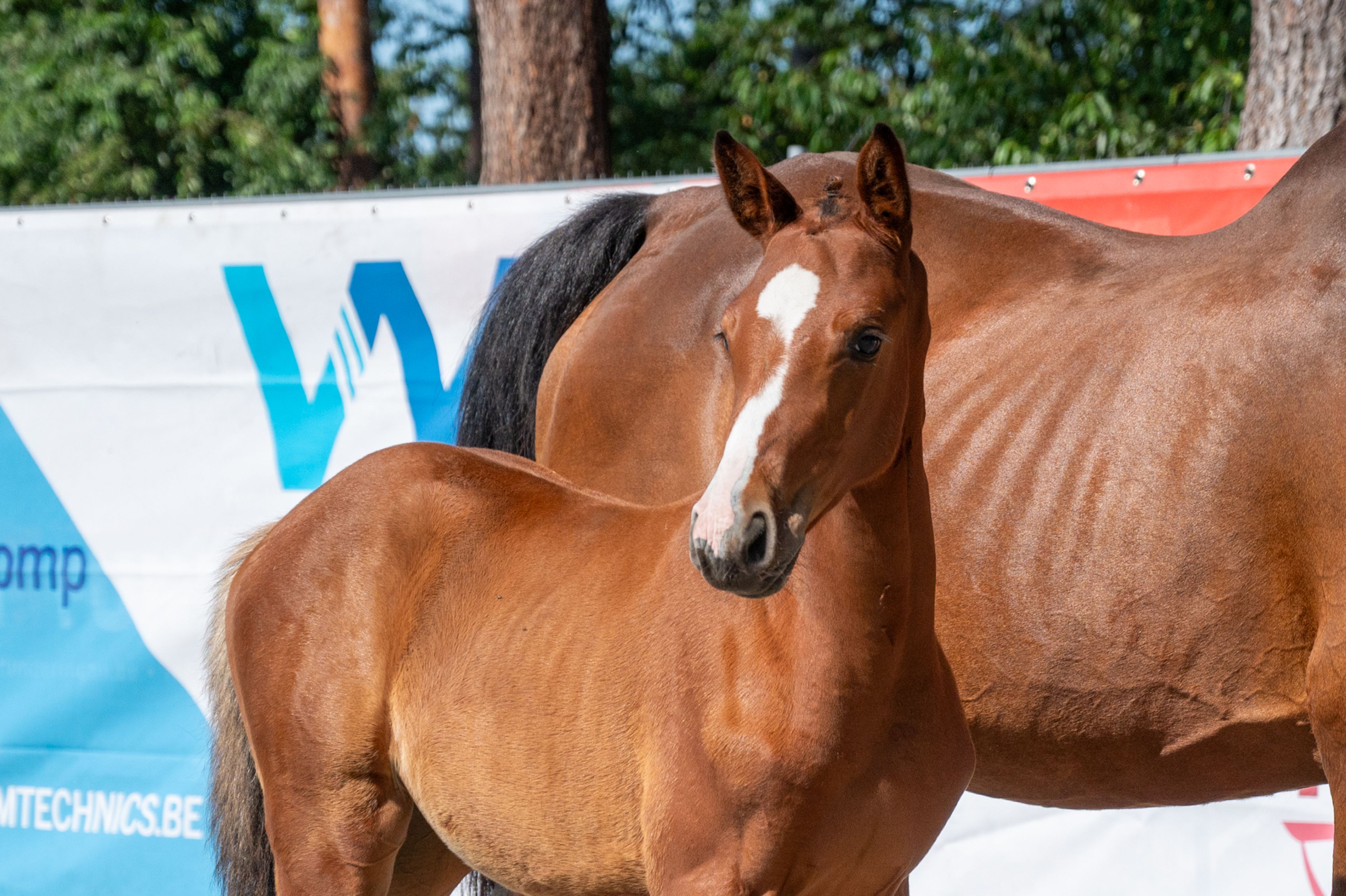 Diddy Lou vh Gersthof (DARRY LOU x CLINTON I) - Image 1