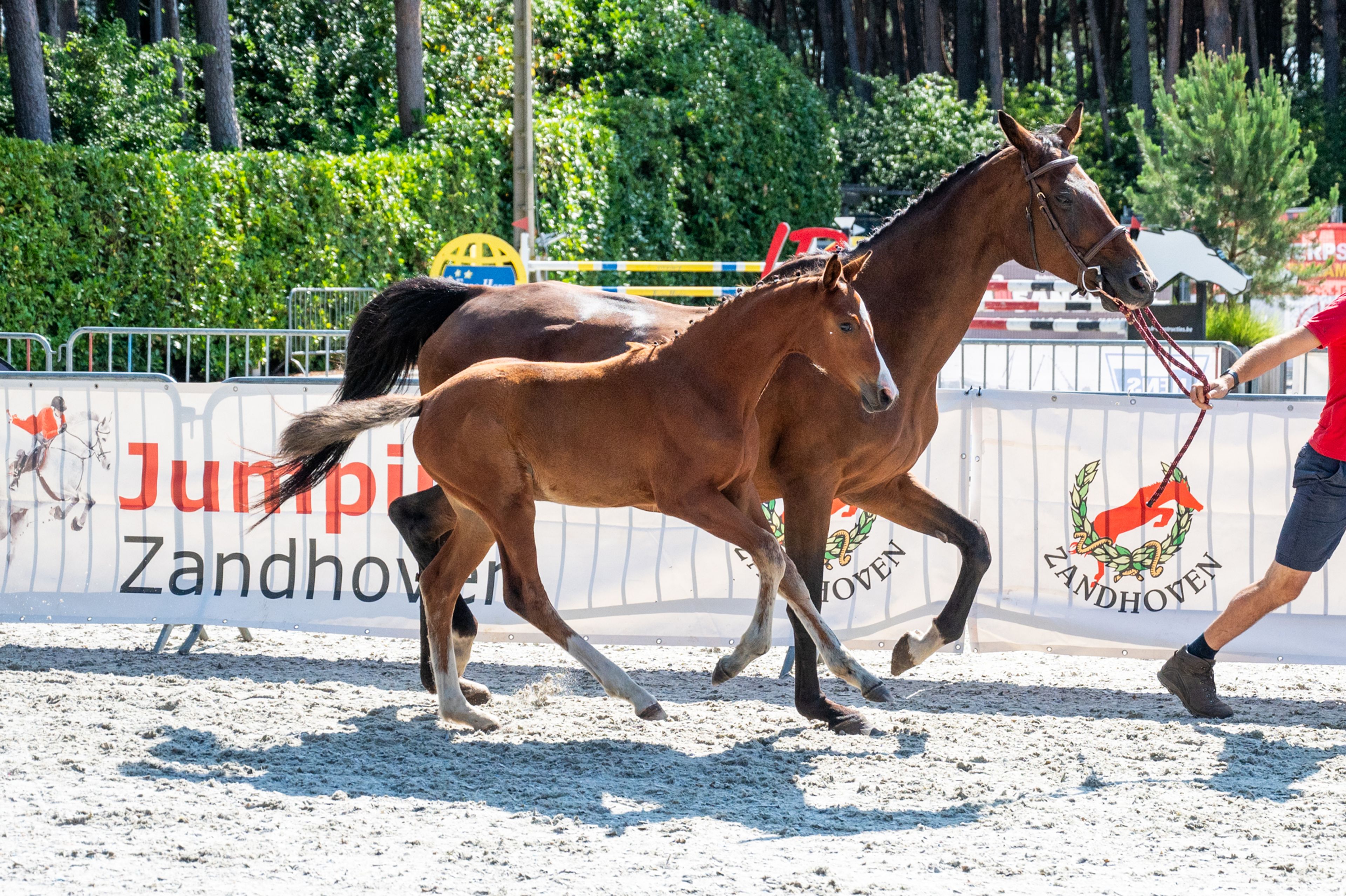 Diddy Lou vh Gersthof (DARRY LOU x CLINTON I) - Image 2
