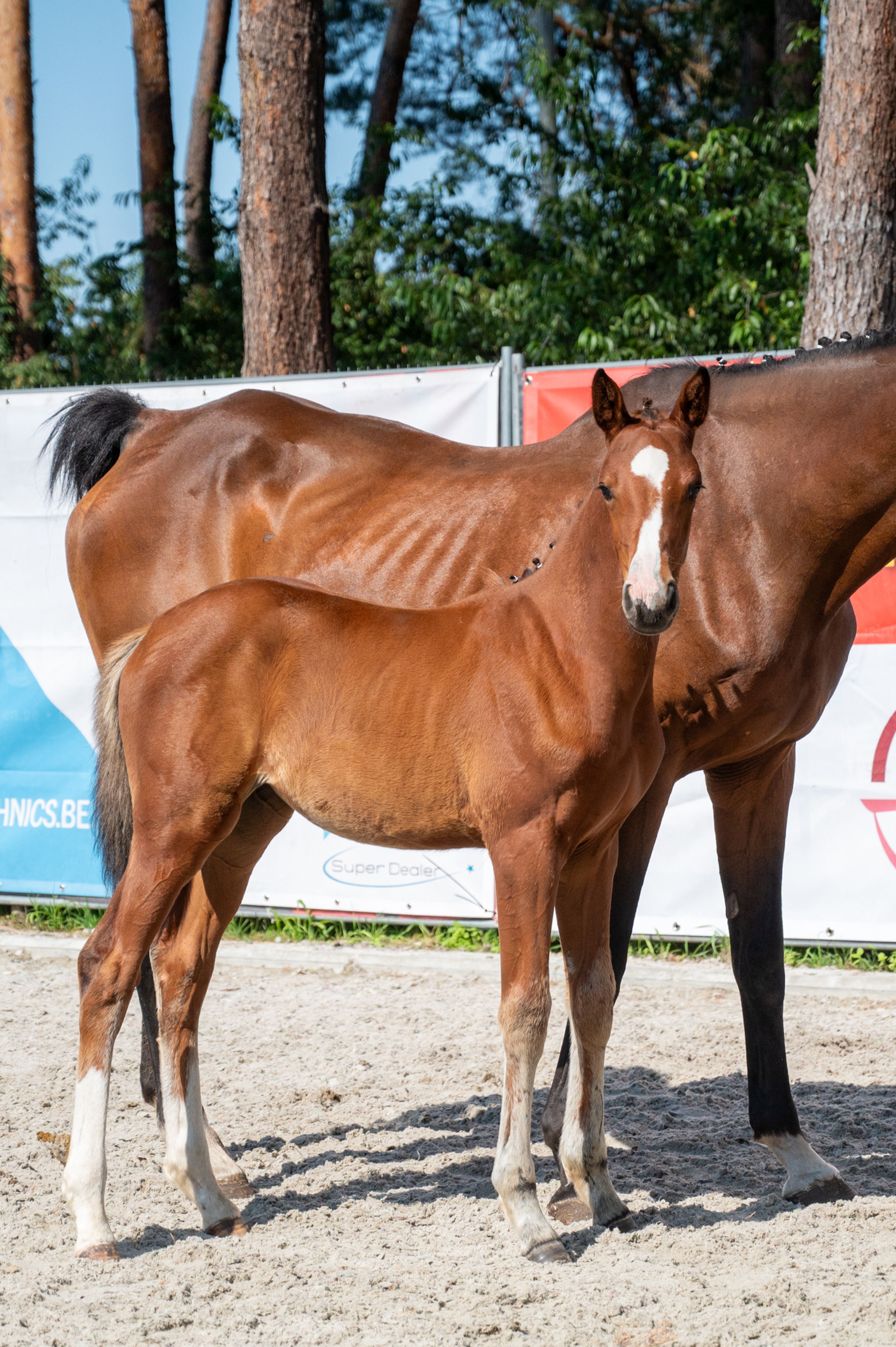 Diddy Lou vh Gersthof (DARRY LOU x CLINTON I) - Image 3