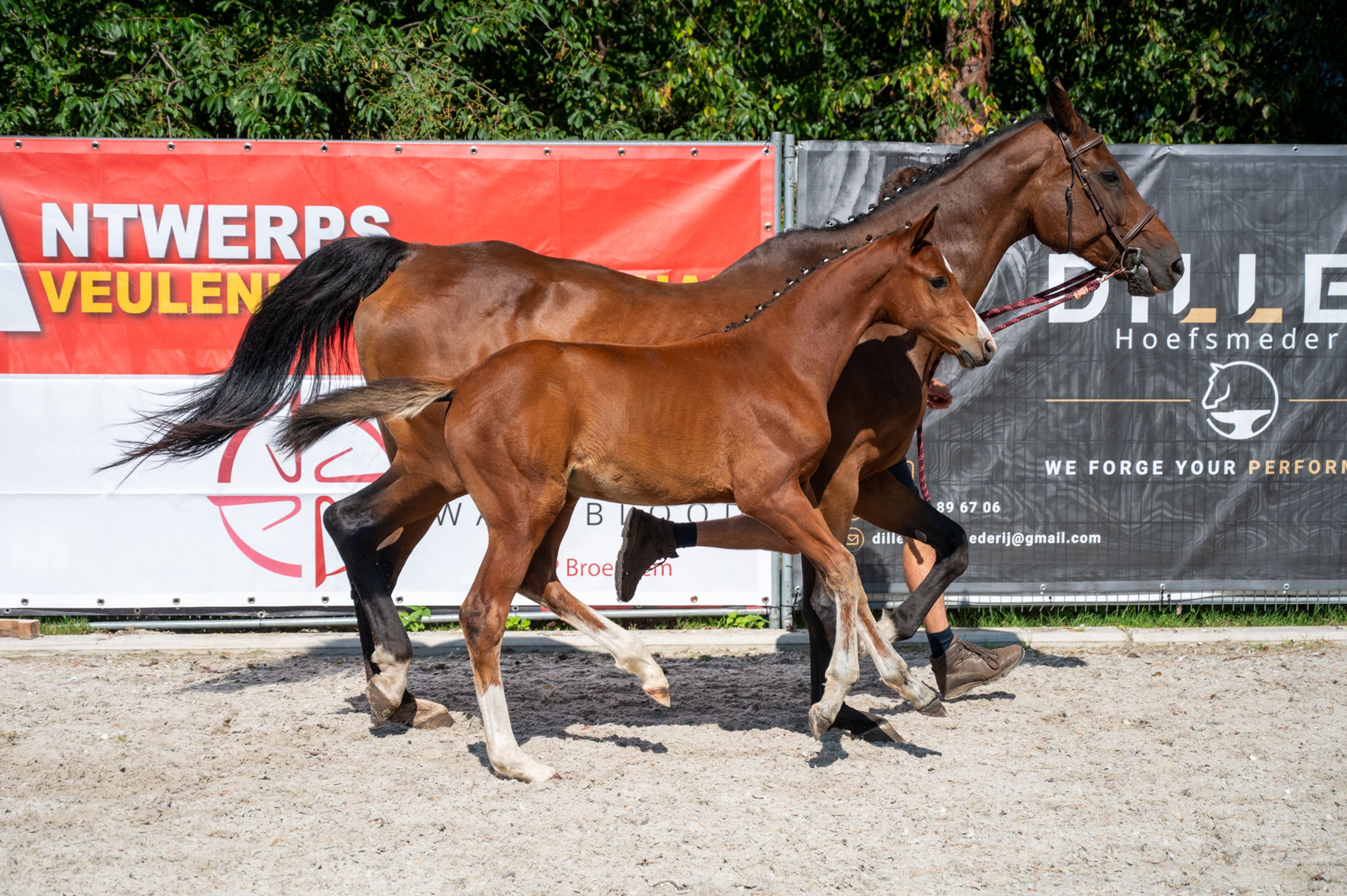 Diddy Lou vh Gersthof (DARRY LOU x CLINTON I) - Image 4