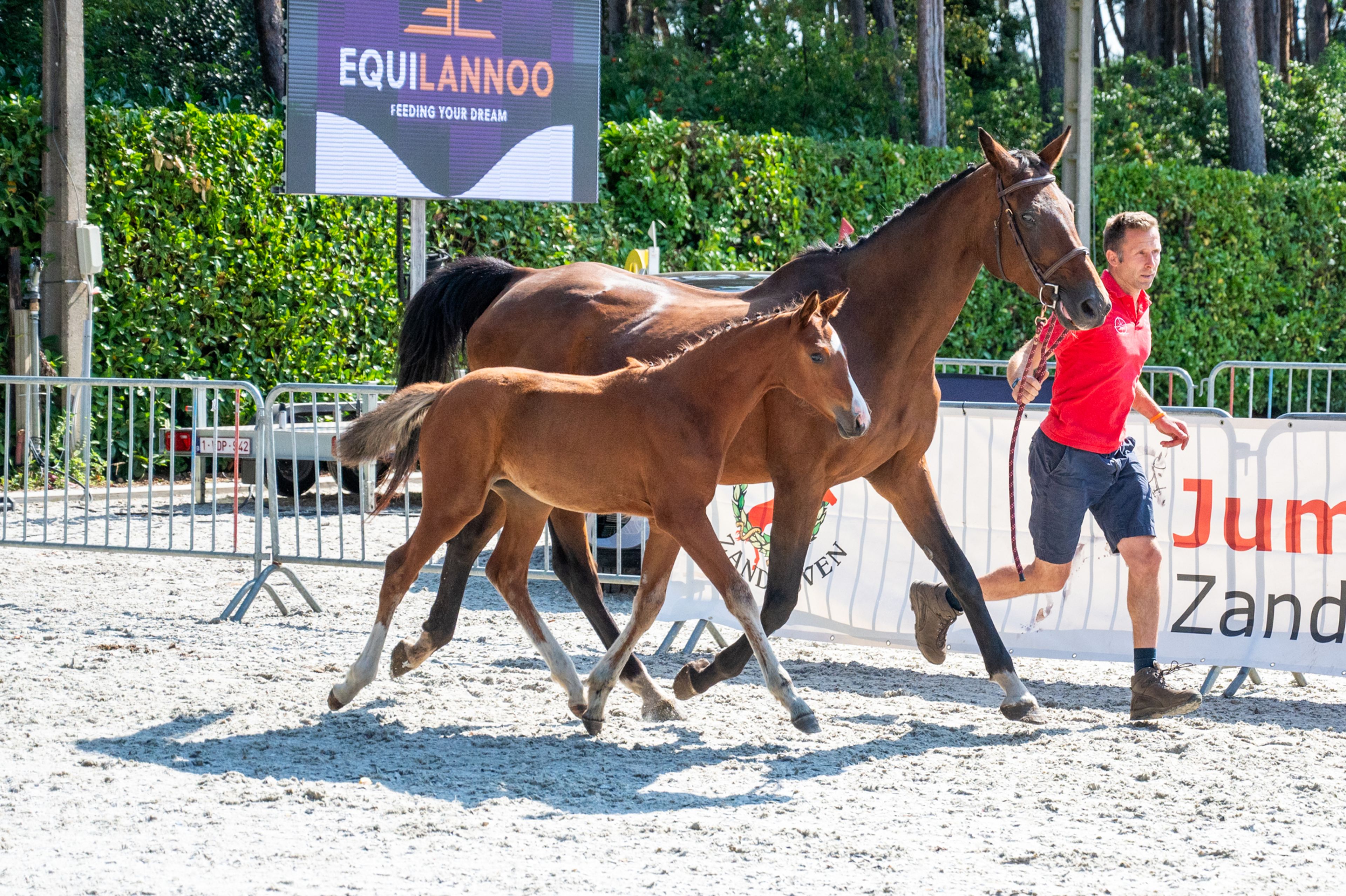 Diddy Lou vh Gersthof (DARRY LOU x CLINTON I) - Image 5