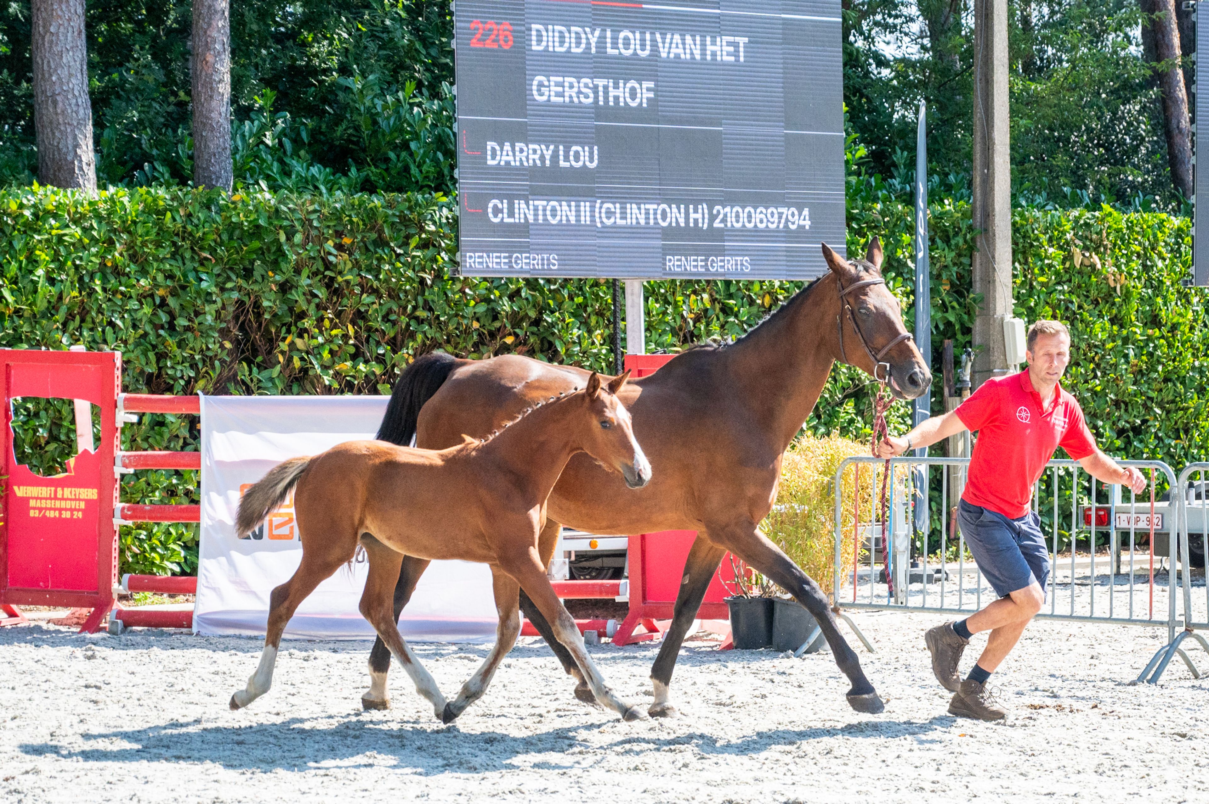 Diddy Lou vh Gersthof (DARRY LOU x CLINTON I) - Image 6
