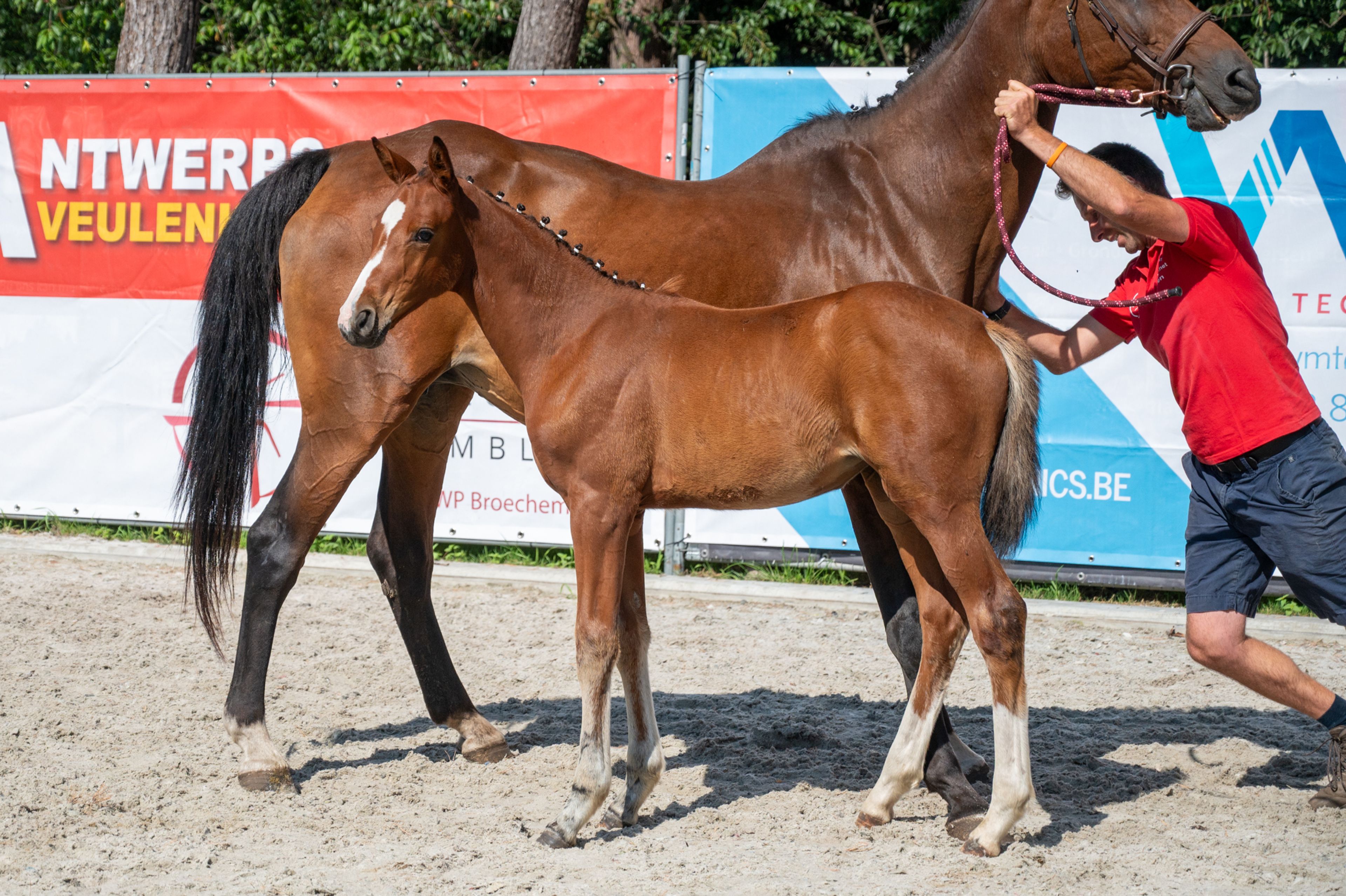 Diddy Lou vh Gersthof (DARRY LOU x CLINTON I) - Image 7