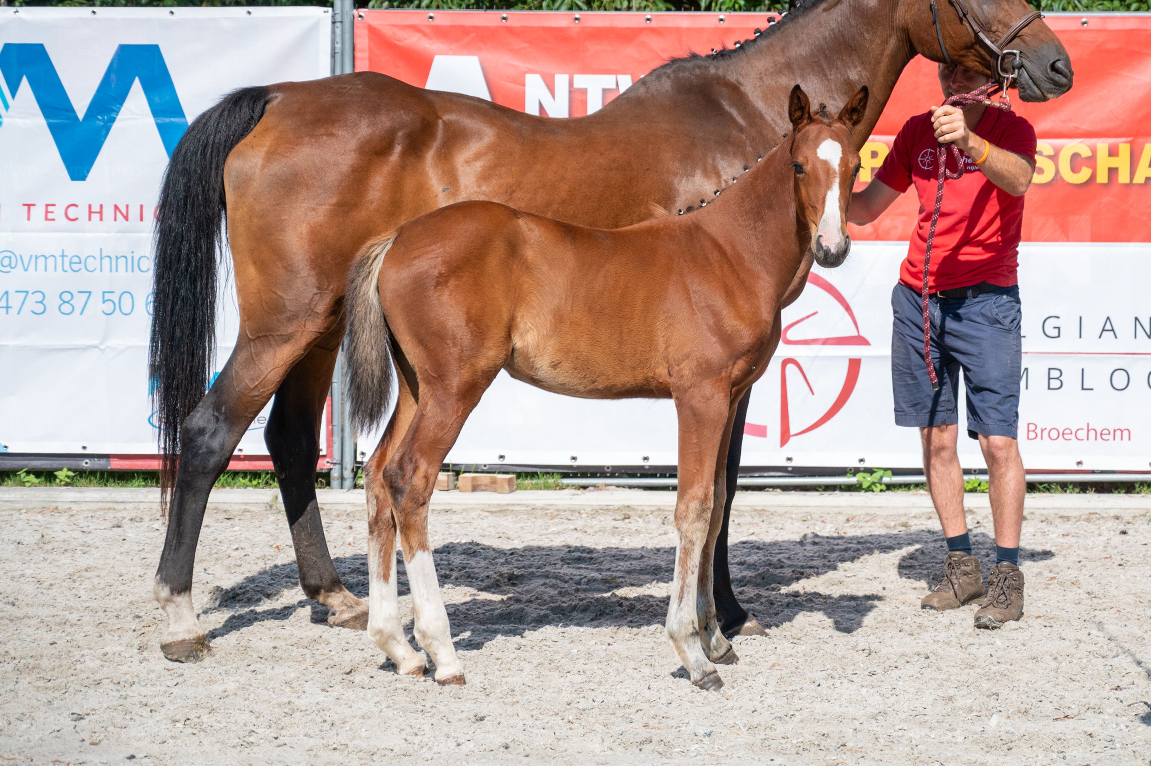 Diddy Lou vh Gersthof (DARRY LOU x CLINTON I) - Image 8