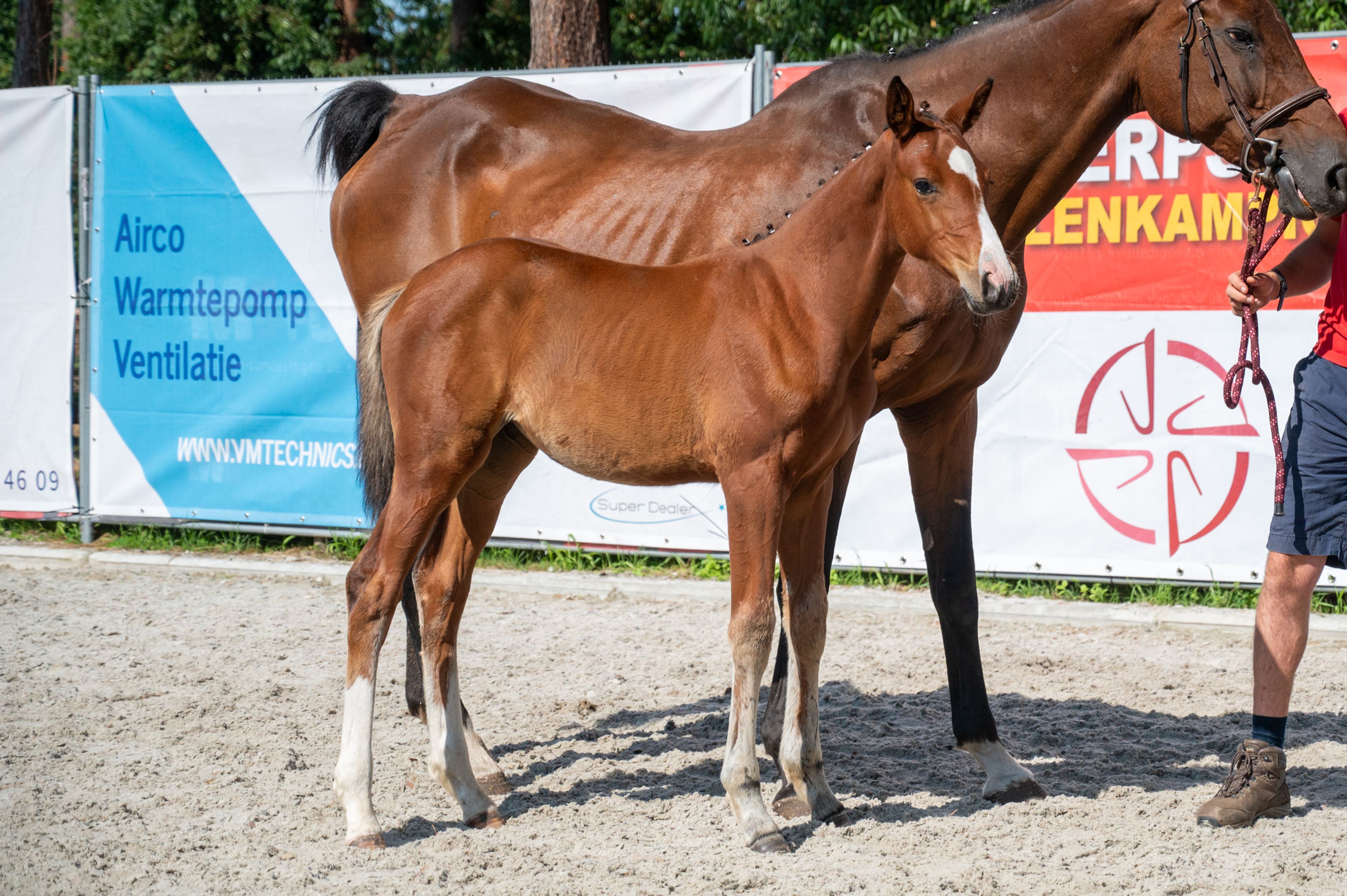 Diddy Lou vh Gersthof (DARRY LOU x CLINTON I) - Image 9