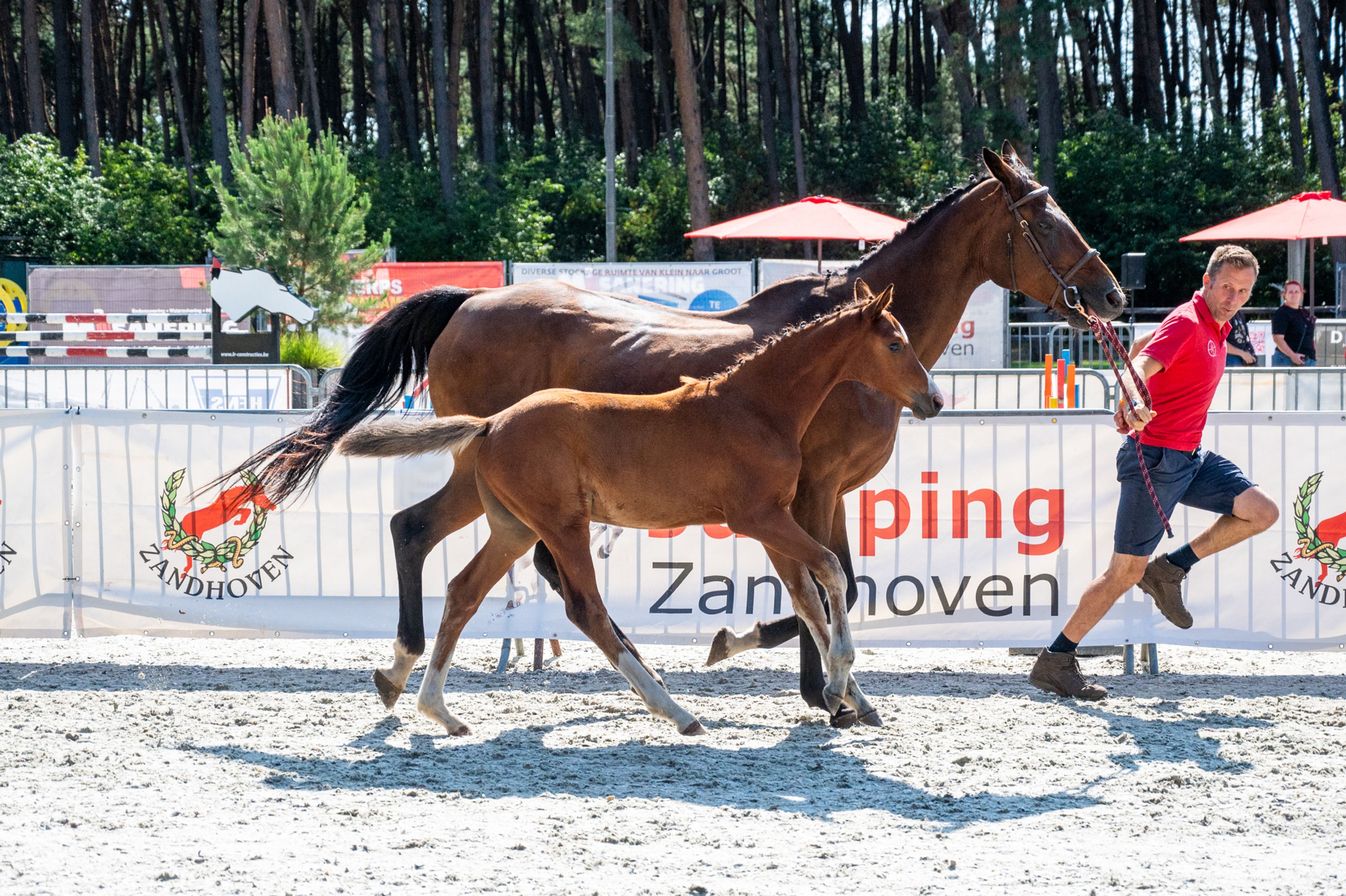Diddy Lou vh Gersthof (DARRY LOU x CLINTON I) - Image 10