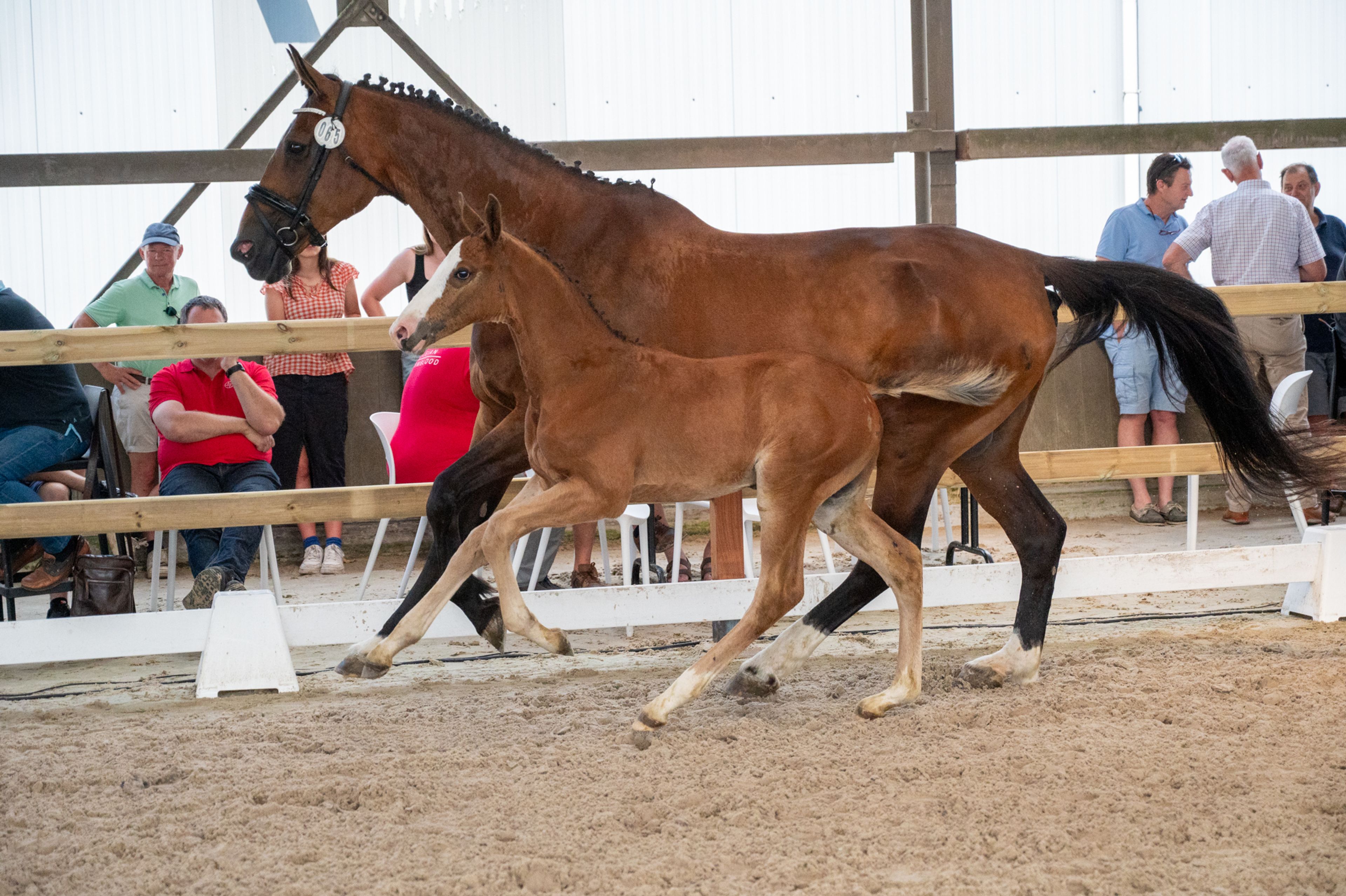 Dandy van de Herthoek (CANDY DE NANTUEL GFE x EROS PLATIERE) - Image 1