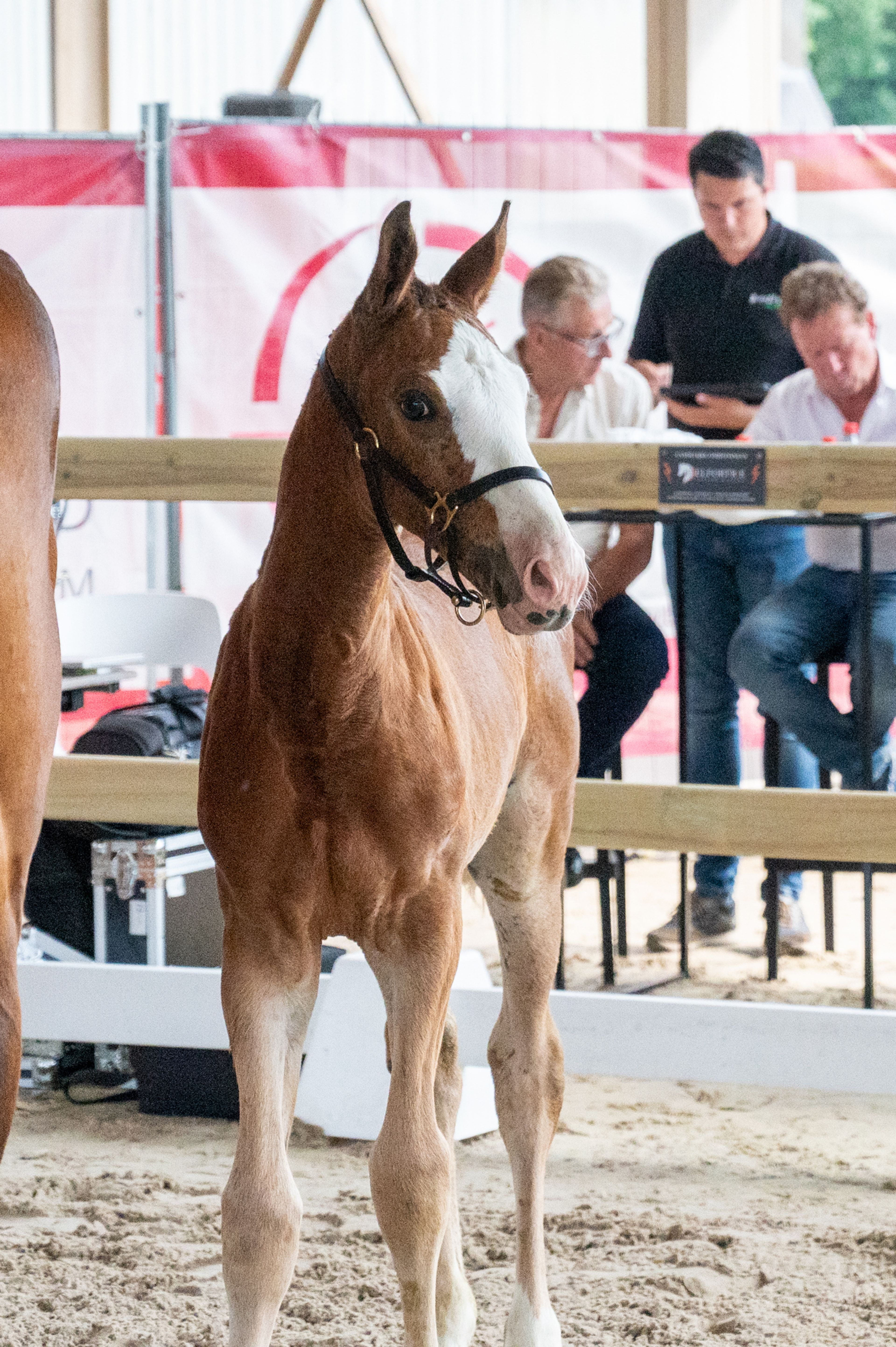 Dandy van de Herthoek (CANDY DE NANTUEL GFE x EROS PLATIERE) - Image 2